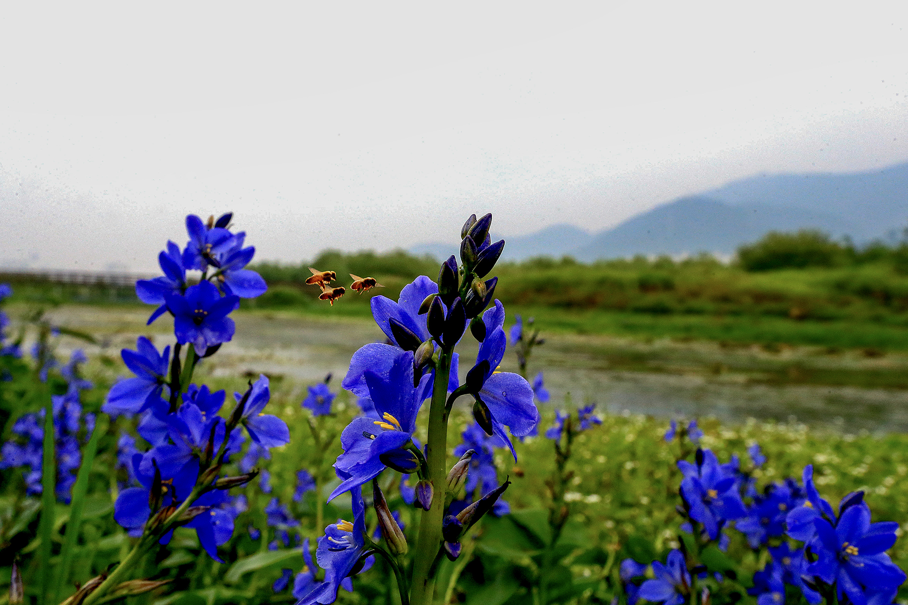 PHOTO BY HNalim | Canon EOS 7D Mark II | 2024:06:22 13:42:19 | ISO-125 | 1/500 sec | f 5 | 300 mm | EV=0 | ● WIDTH:1800 pixels  HEIGHT:1200 pixels