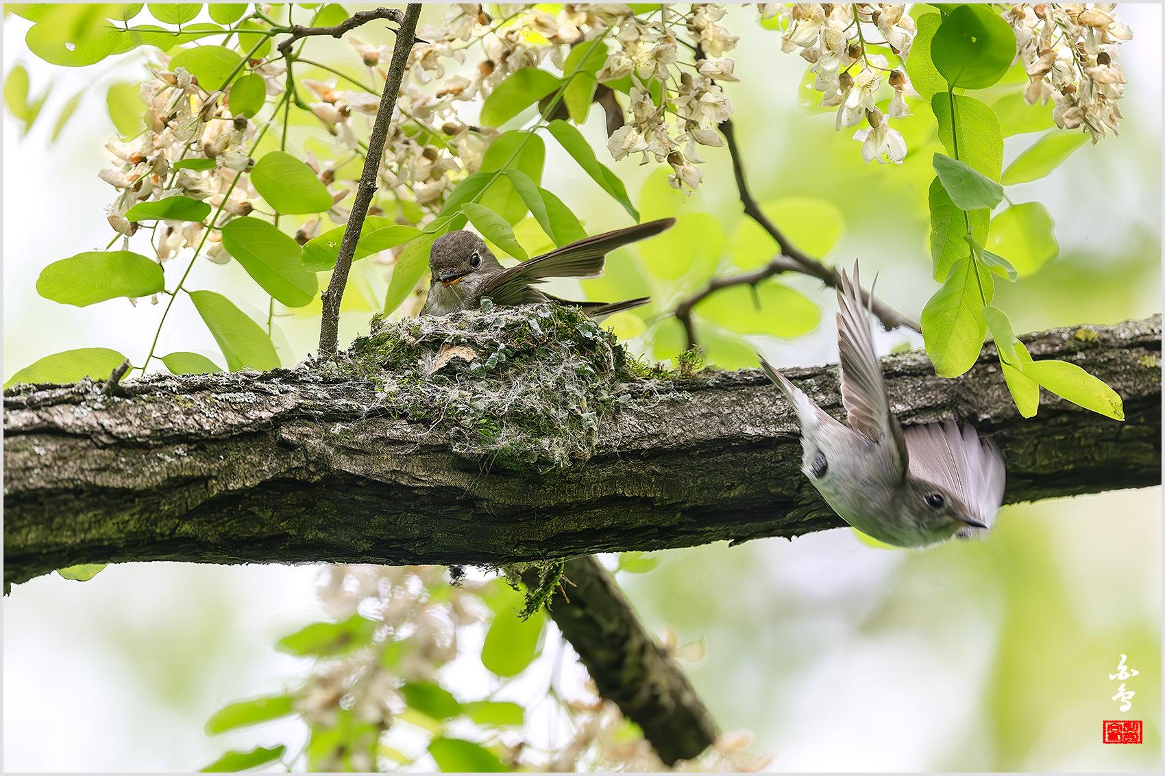 PHOTO BY  | NIKON Z 9 | 2024:05:11 10:53:05 | ISO-2500 | 1/1000 sec | f 5.6 | 840 mm | EV=1.7 | ● WIDTH:1700 pixels  HEIGHT:1133 pixels