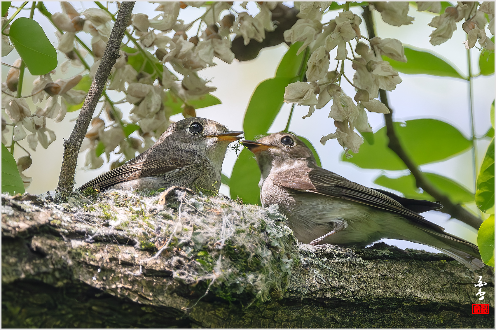 PHOTO BY  | NIKON Z 9 | 2024:05:10 14:56:27 | ISO-2500 | 1/1600 sec | f 5.6 | 840 mm | EV=0.7 | ● WIDTH:1700 pixels  HEIGHT:1132 pixels