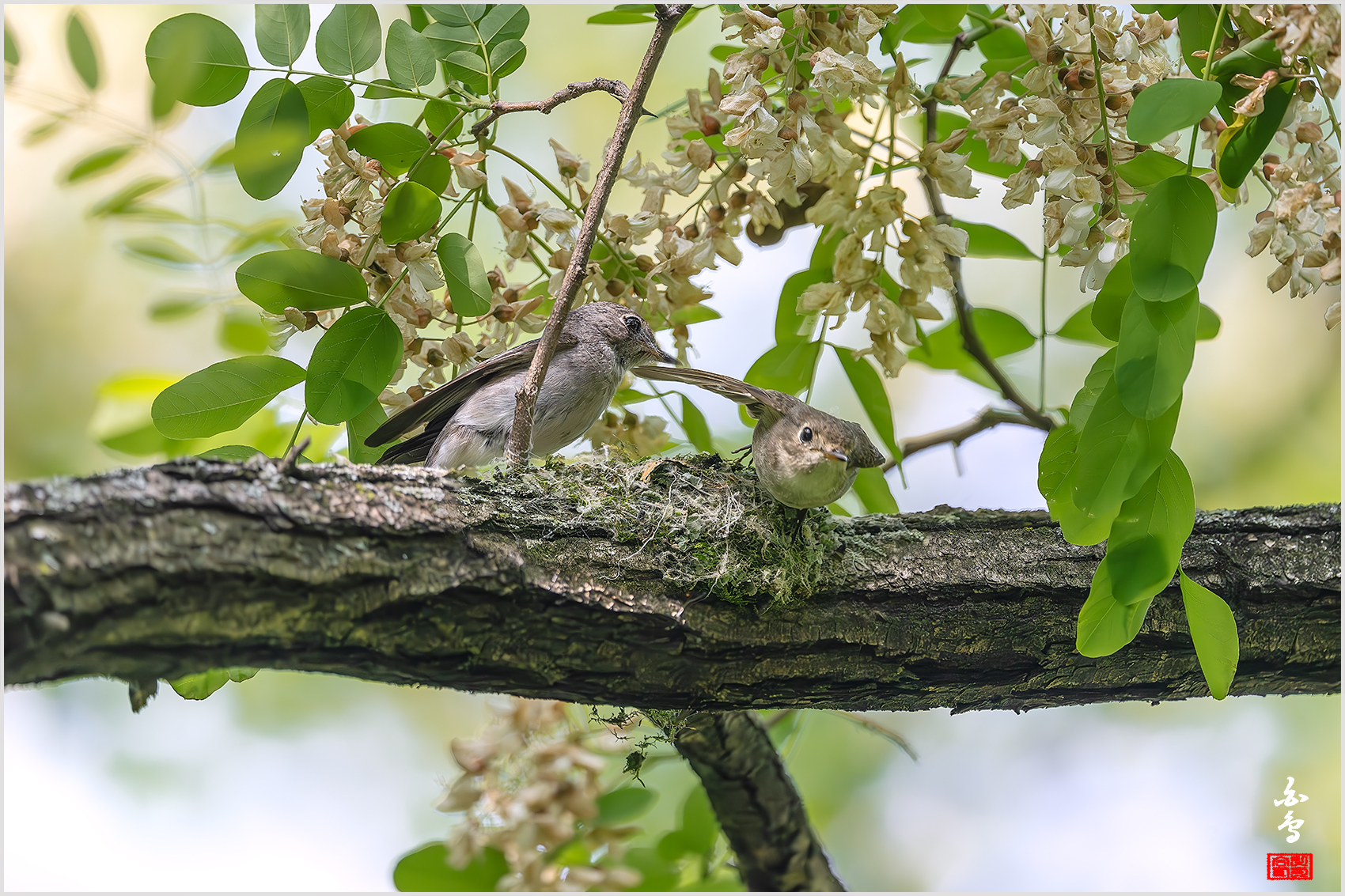 PHOTO BY  | NIKON Z 9 | 2024:05:10 15:07:10 | ISO-2500 | 1/2000 sec | f 5.6 | 840 mm | EV=0.3 | ● WIDTH:1700 pixels  HEIGHT:1133 pixels