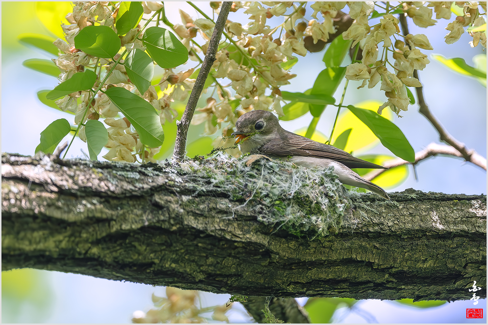 PHOTO BY  | NIKON Z 9 | 2024:05:10 14:25:33 | ISO-1250 | 1/800 sec | f 5.6 | 840 mm | EV=0 | ● WIDTH:1700 pixels  HEIGHT:1132 pixels