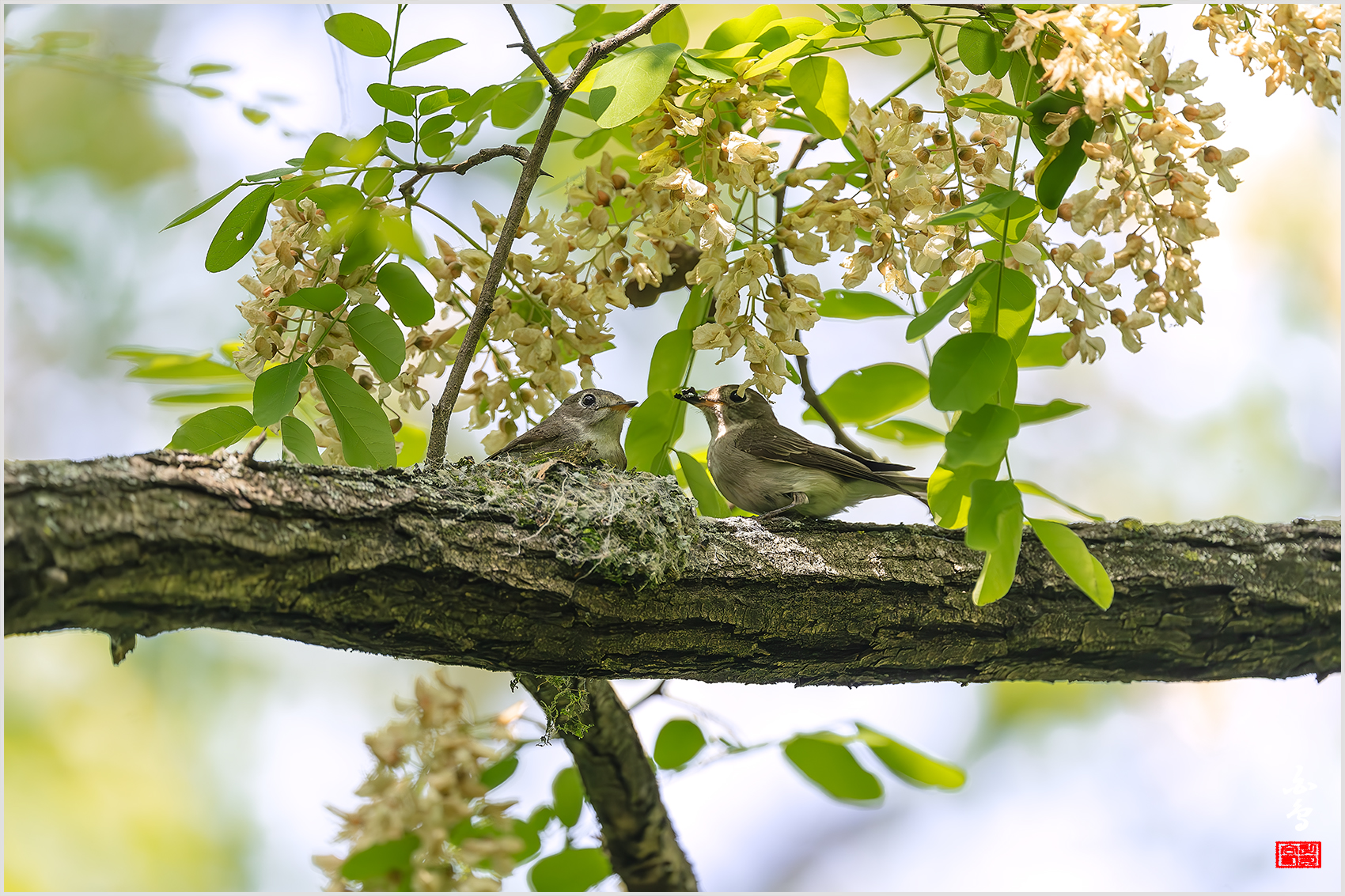 PHOTO BY  | NIKON Z 9 | 2024:05:10 15:02:18 | ISO-2500 | 1/1250 sec | f 5.6 | 840 mm | EV=0.3 | ● WIDTH:1700 pixels  HEIGHT:1133 pixels