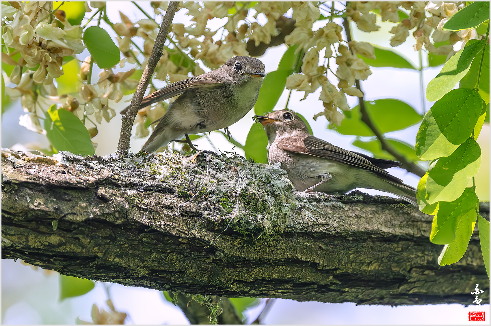 PHOTO BY  | NIKON Z 9 | 2024:05:10 14:56:27 | ISO-2500 | 1/1600 sec | f 5.6 | 840 mm | EV=0.7 | ● WIDTH:1700 pixels  HEIGHT:1132 pixels