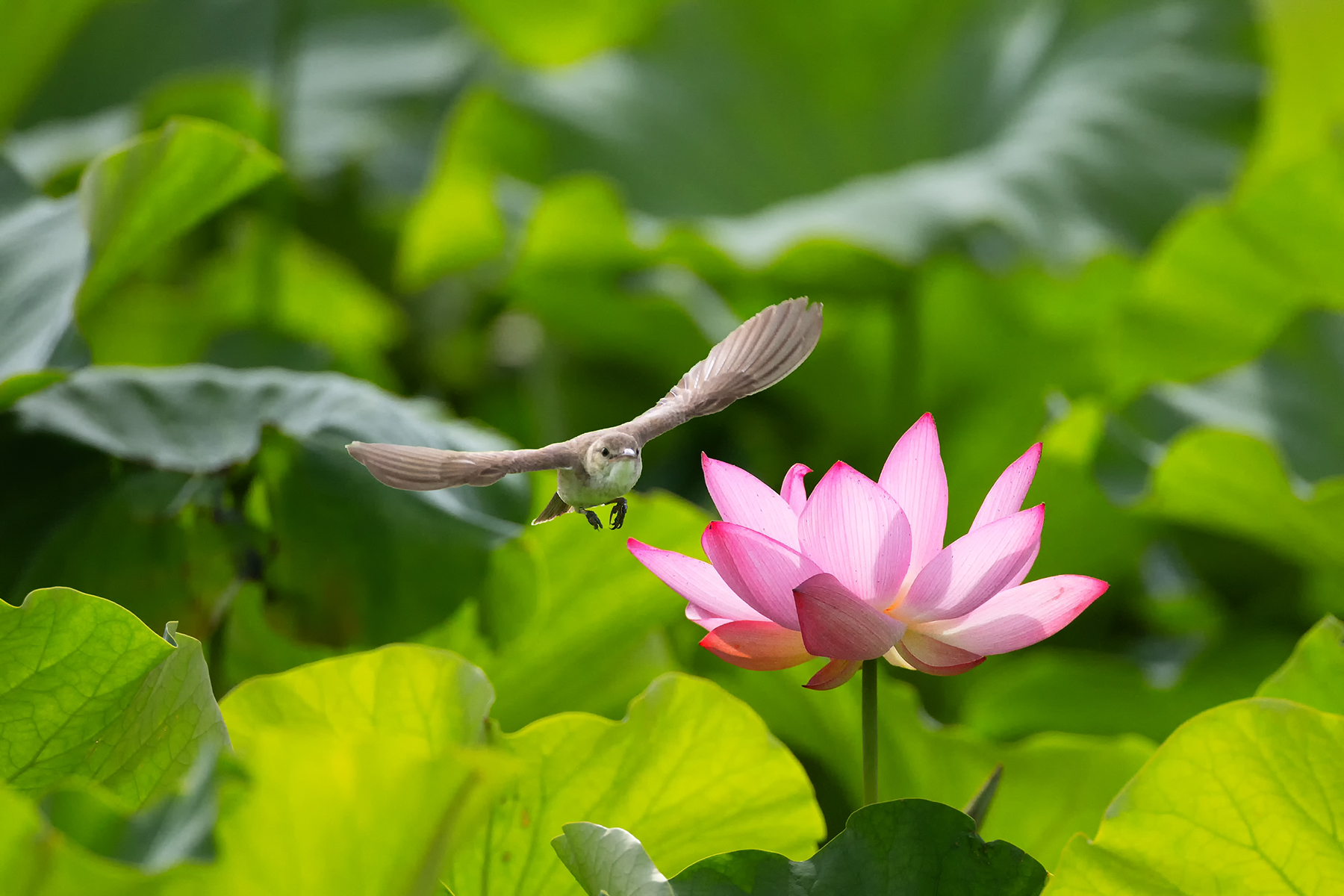 PHOTO BY  | Canon EOS R3 | 2024:06:25 08:12:46 | ISO-1600 | 1/5000 sec | f 5.6 | 840 mm | EV=0 | ● WIDTH:1800 pixels  HEIGHT:1200 pixels