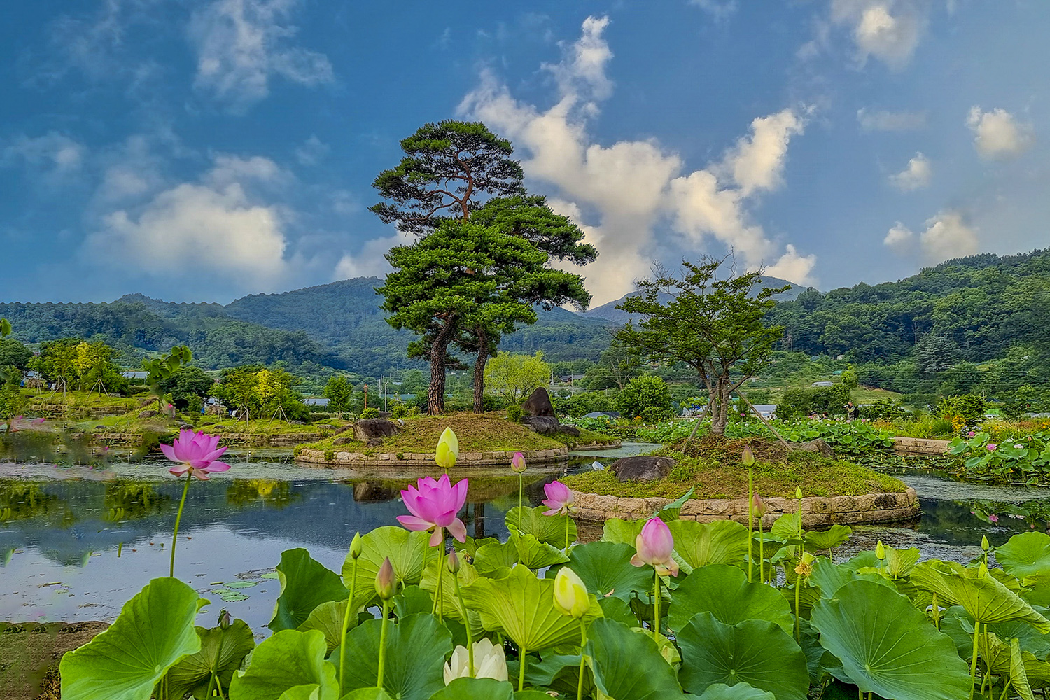 PHOTO BY  | SM-G998N | 2024:06:21 05:54:37 | ISO-50 | 1/230 sec | f 1.8 | 6.7 mm | EV=0 | ● WIDTH:1500 pixels  HEIGHT:1000 pixels