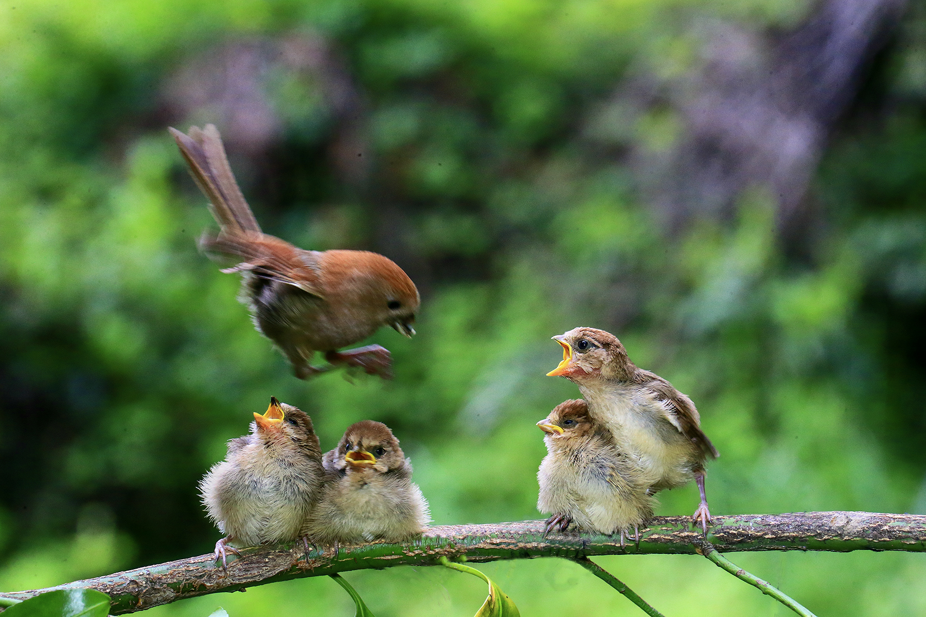 PHOTO BY HNalim | Canon EOS 7D Mark II | 2024:06:22 13:42:21 | ISO-125 | 1/500 sec | f 5 | 300 mm | EV=0 | ● WIDTH:1800 pixels  HEIGHT:1200 pixels