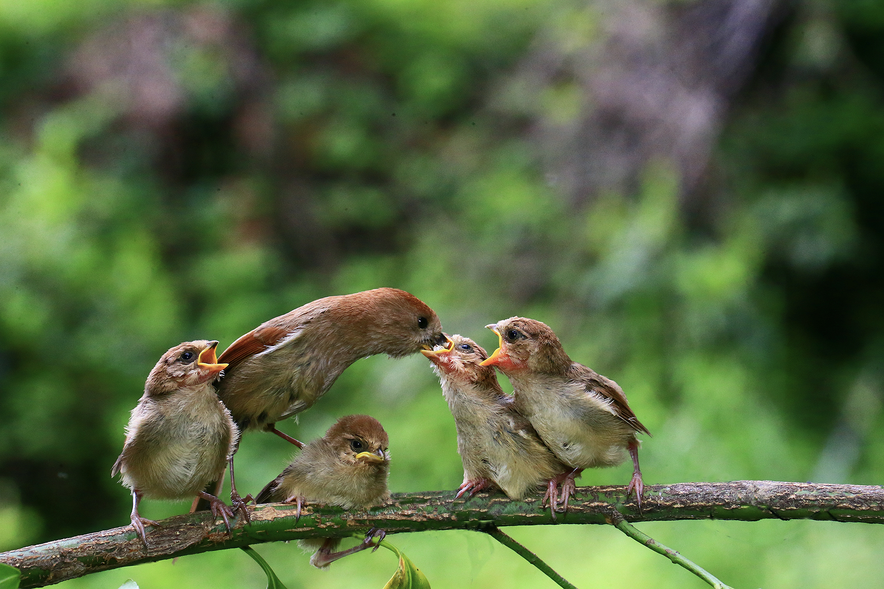 PHOTO BY HNalim | Canon EOS 7D Mark II | 2024:06:22 13:42:42 | ISO-160 | 1/500 sec | f 5.6 | 371 mm | EV=0 | ● WIDTH:1800 pixels  HEIGHT:1200 pixels