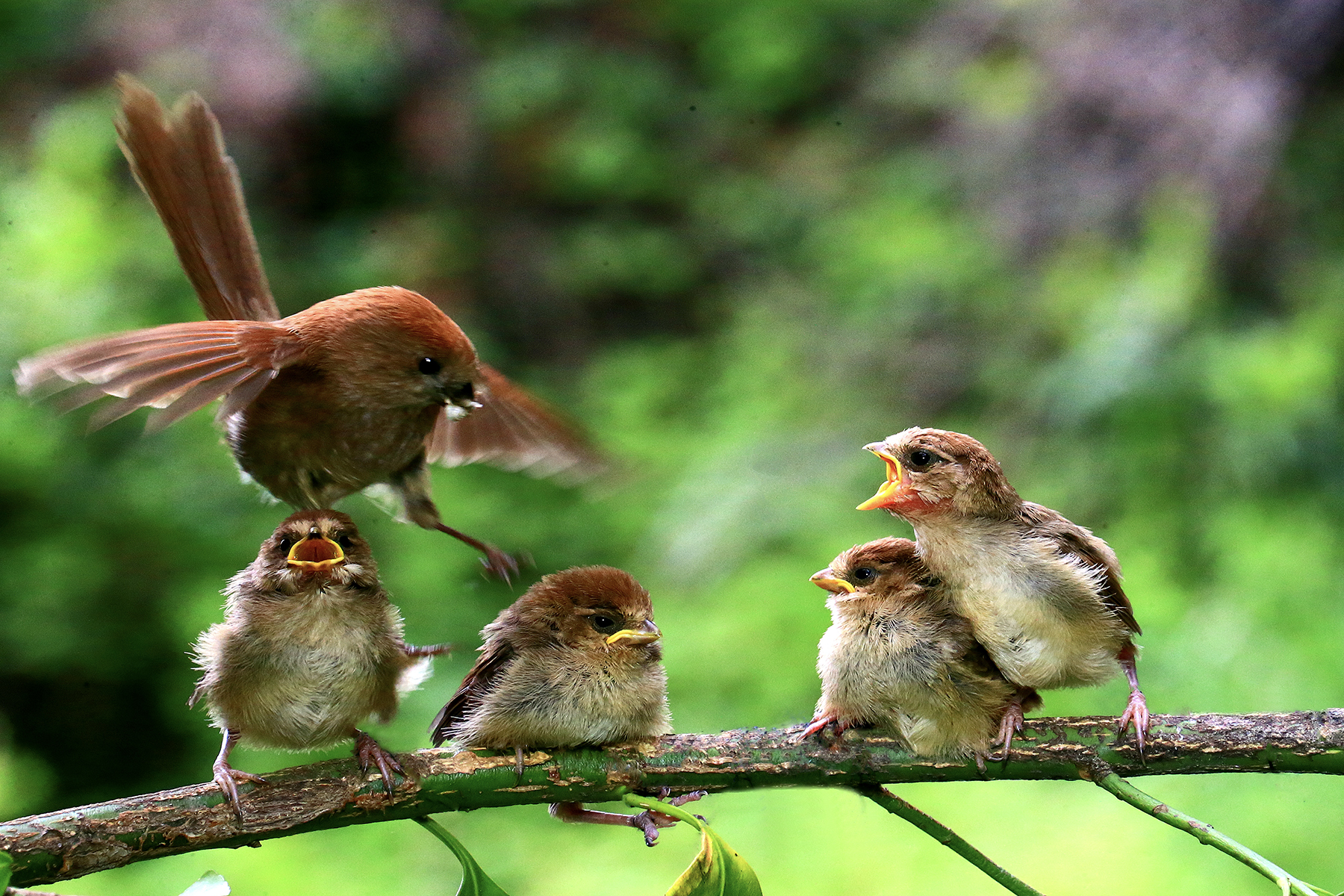 PHOTO BY HNalim | Canon EOS 7D Mark II | 2024:06:22 13:42:21 | ISO-125 | 1/500 sec | f 5 | 300 mm | EV=0 | ● WIDTH:1800 pixels  HEIGHT:1200 pixels