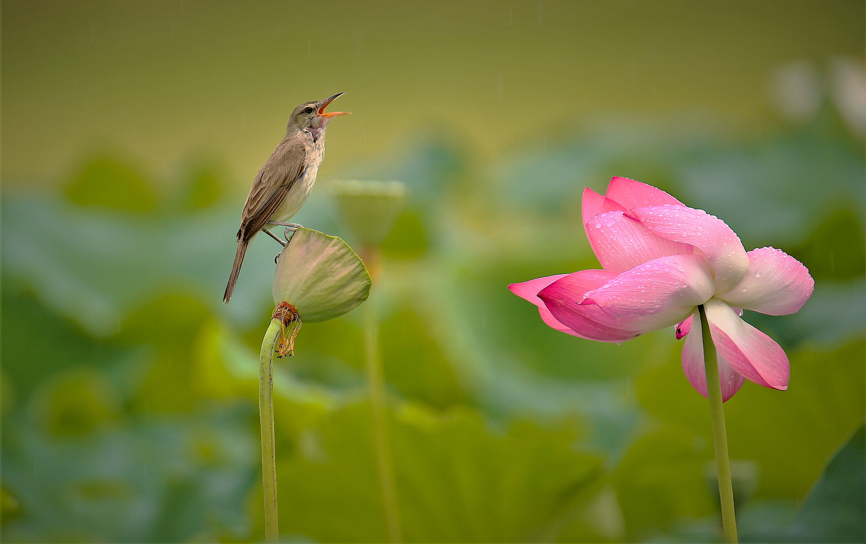 PHOTO BY  | Canon EOS 5D Mark III | 2023:07:16 15:44:42 | ISO-320 | 1/250 sec | f 6.3 | 600 mm | EV=0 | ● WIDTH:1700 pixels  HEIGHT:1068 pixels