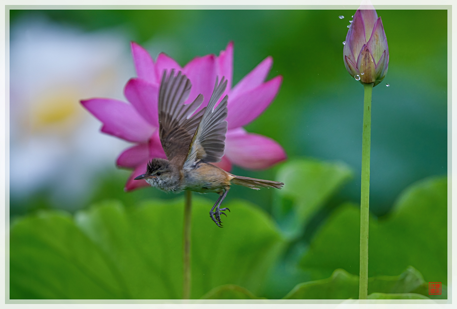 PHOTO BY  | NIKON Z 9 | 2024:06:22 08:55:15 | ISO-1000 | 1/1250 sec | f 5.6 | 840 mm | EV=-0.3 | ● WIDTH:1500 pixels  HEIGHT:1014 pixels