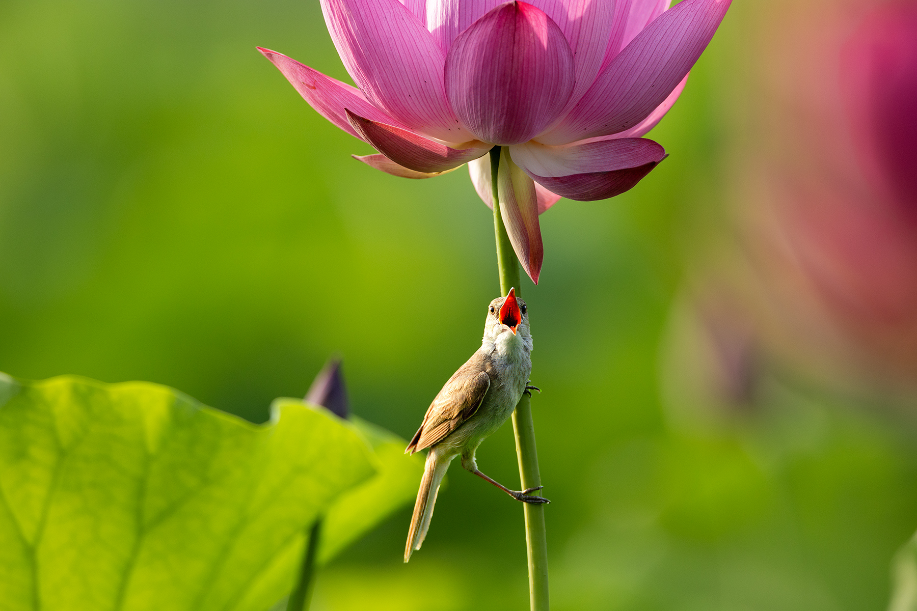 PHOTO BY  | Canon EOS R3 | 2024:06:25 06:30:51 | ISO-800 | 1/1250 sec | f 5.6 | 840 mm | EV=0 | ● WIDTH:1800 pixels  HEIGHT:1200 pixels