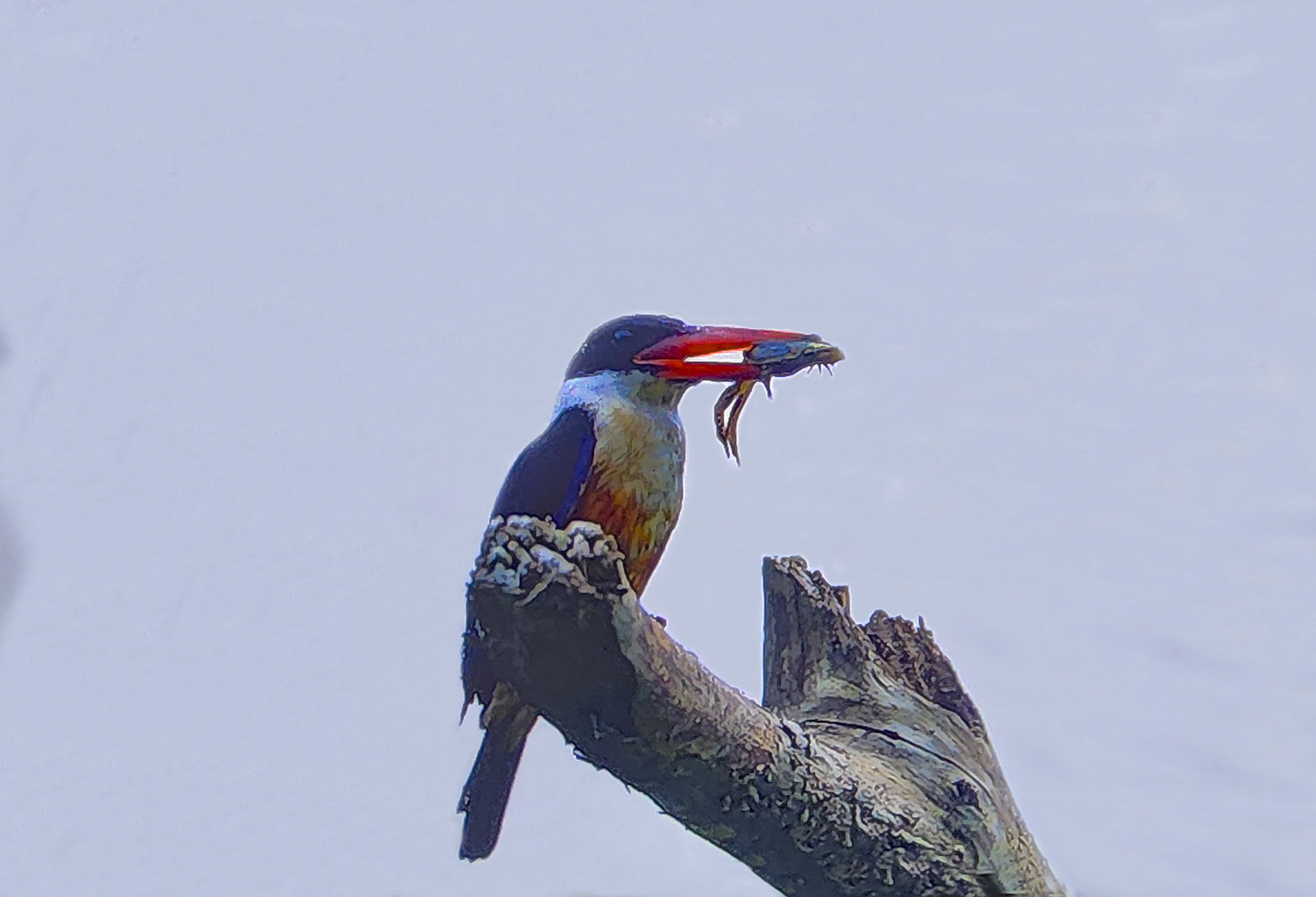 PHOTO BY  | SM-S908N | 2024:06:25 11:23:43 | ISO-160 | 1/60 sec | f 2.2 | 2.2 mm | EV=0 | ● WIDTH:1500 pixels  HEIGHT:1022 pixels