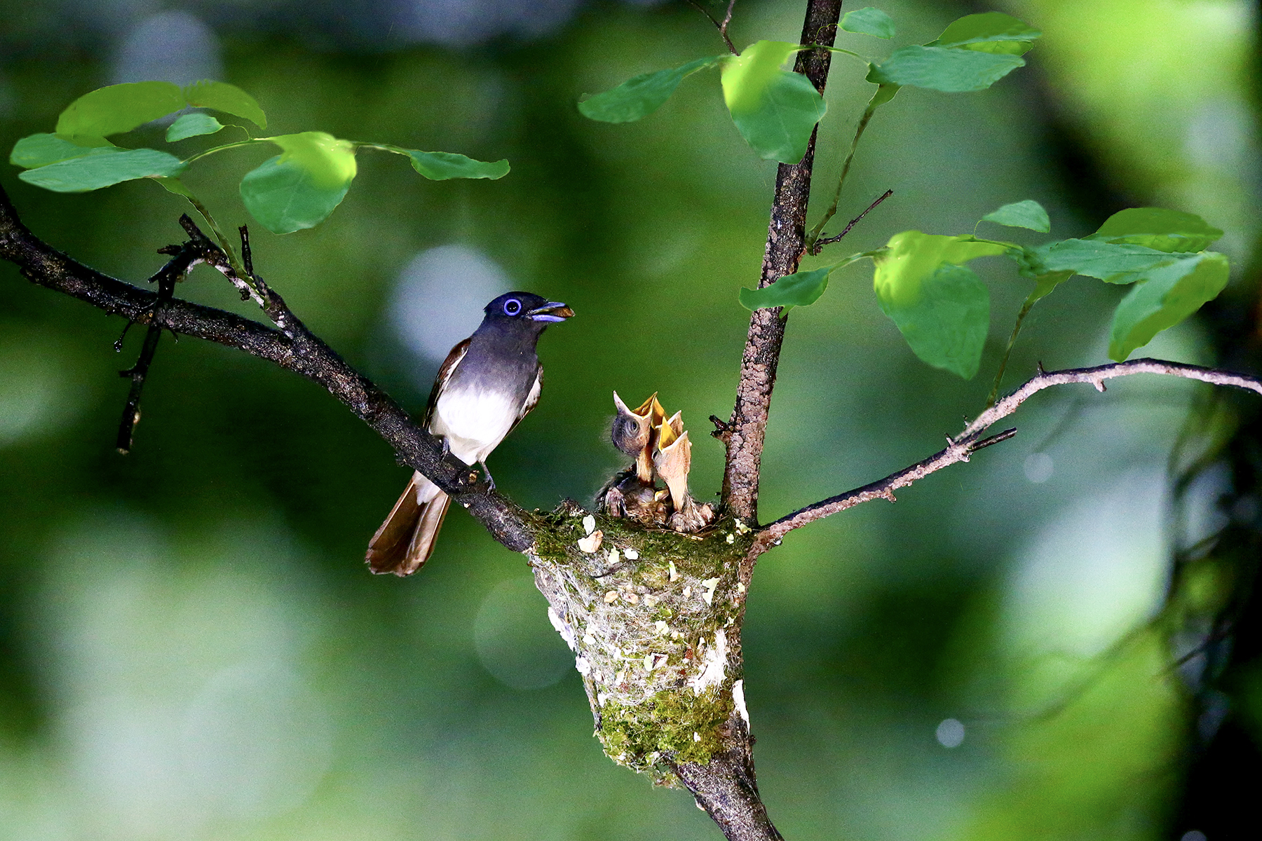 PHOTO BY HNalim | Canon EOS 7D Mark II | 2024:06:22 13:42:42 | ISO-160 | 1/500 sec | f 5.6 | 371 mm | EV=0 | ● WIDTH:1800 pixels  HEIGHT:1200 pixels