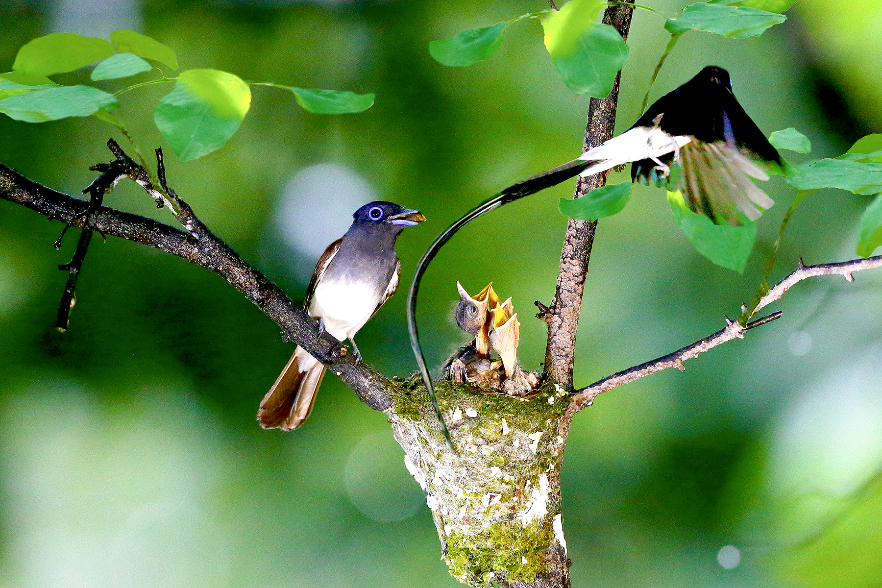 PHOTO BY HNalim | Canon EOS 7D Mark II | 2024:06:22 13:42:52 | ISO-160 | 1/500 sec | f 5.6 | 400 mm | EV=0 | ● WIDTH:1800 pixels  HEIGHT:1200 pixels