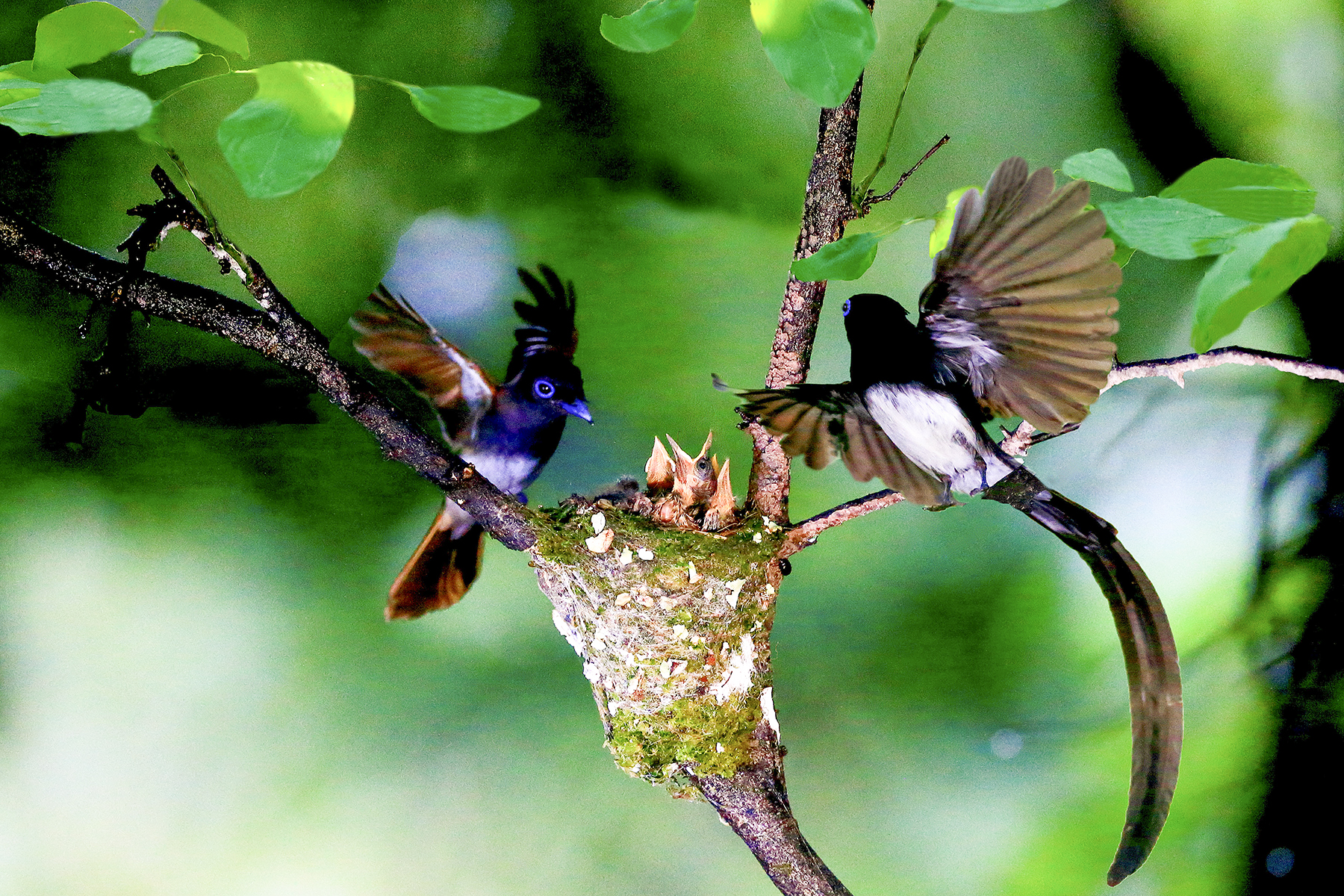 PHOTO BY HNalim | Canon EOS 7D Mark II | 2024:06:22 13:42:52 | ISO-160 | 1/500 sec | f 5.6 | 400 mm | EV=0 | ● WIDTH:1800 pixels  HEIGHT:1200 pixels