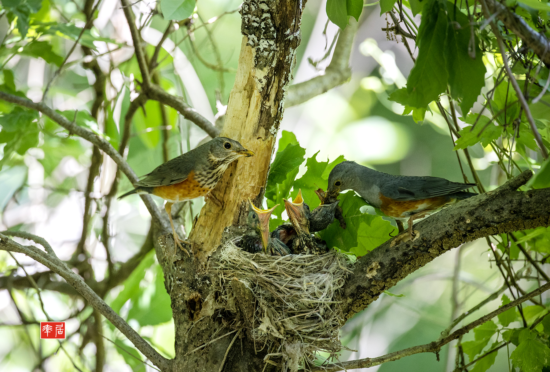 PHOTO BY changickheun | Canon EOS-1D X Mark III | 2024:05:14 14:03:51 | ISO-1600 | 1/800 sec | f 4 | 600 mm | EV=0 | ● WIDTH:1800 pixels  HEIGHT:1217 pixels