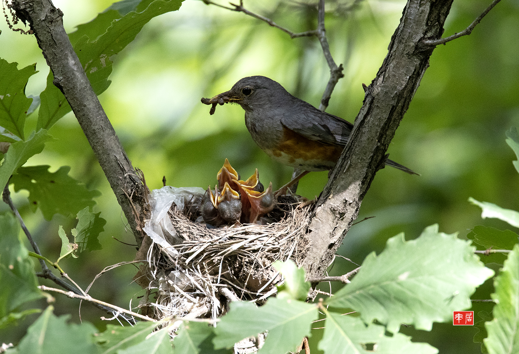 PHOTO BY changickheun | Canon EOS-1D X Mark III | 2024:06:25 15:02:19 | ISO-6400 | 1/1000 sec | f 7.1 | 840 mm | EV=0 | ● WIDTH:1800 pixels  HEIGHT:1226 pixels