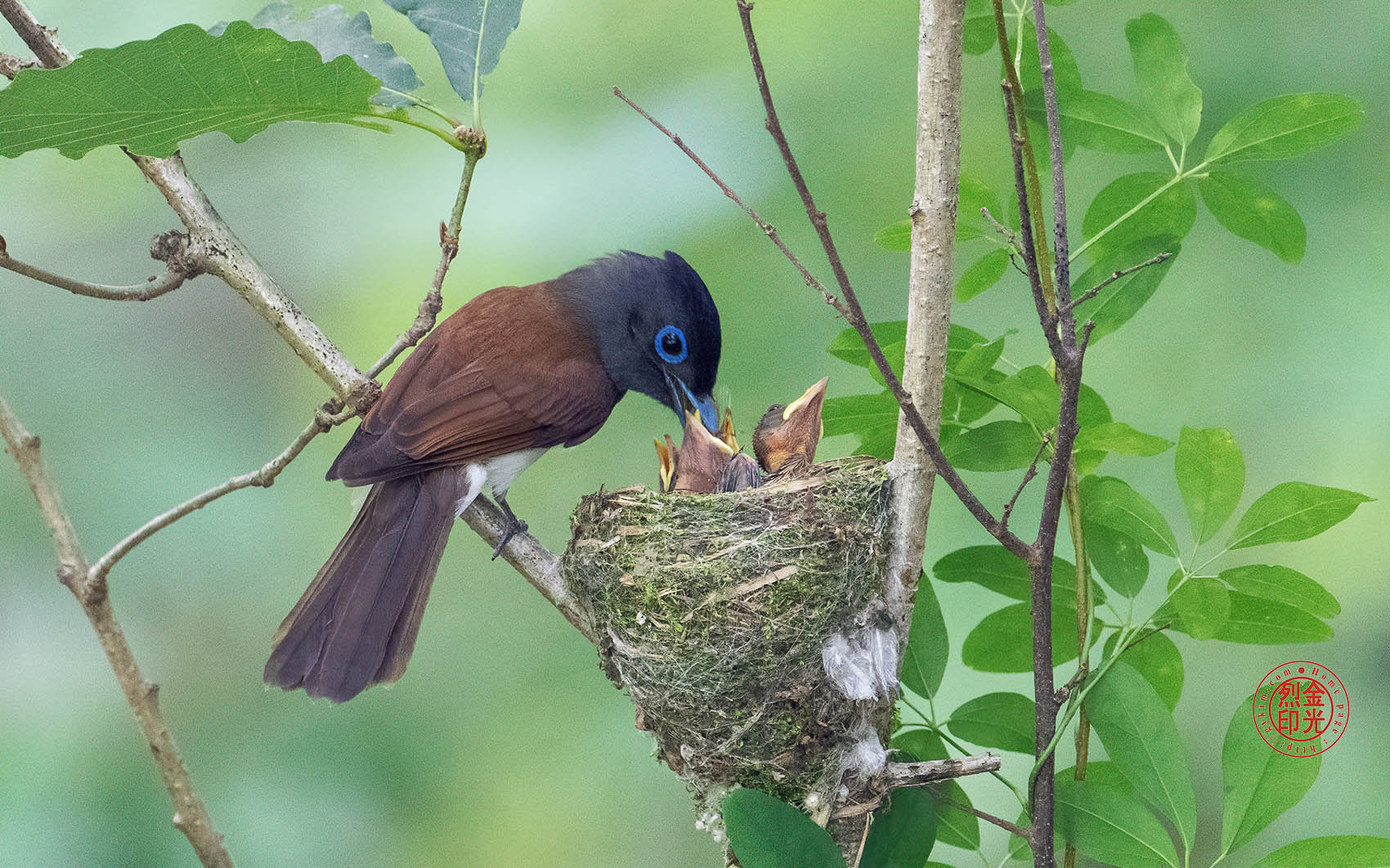 PHOTO BY KKY_CWANG_YEOL | NIKON Z 8 | 2024:06:25 13:45:26 | ISO-4000 | 1/125 sec | f 6.3 | 600 mm | EV=0.7 | ● WIDTH:1700 pixels  HEIGHT:1062 pixels