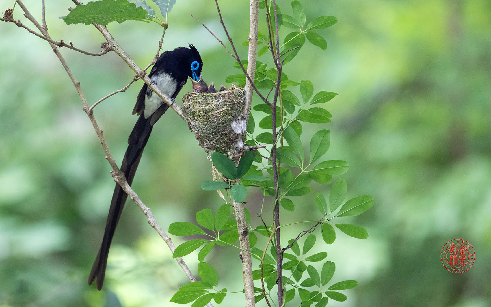 PHOTO BY KKY_CWANG_YEOL | NIKON Z 8 | 2024:06:25 14:04:12 | ISO-4000 | 1/125 sec | f 6.3 | 600 mm | EV=0.7 | ● WIDTH:1700 pixels  HEIGHT:1063 pixels