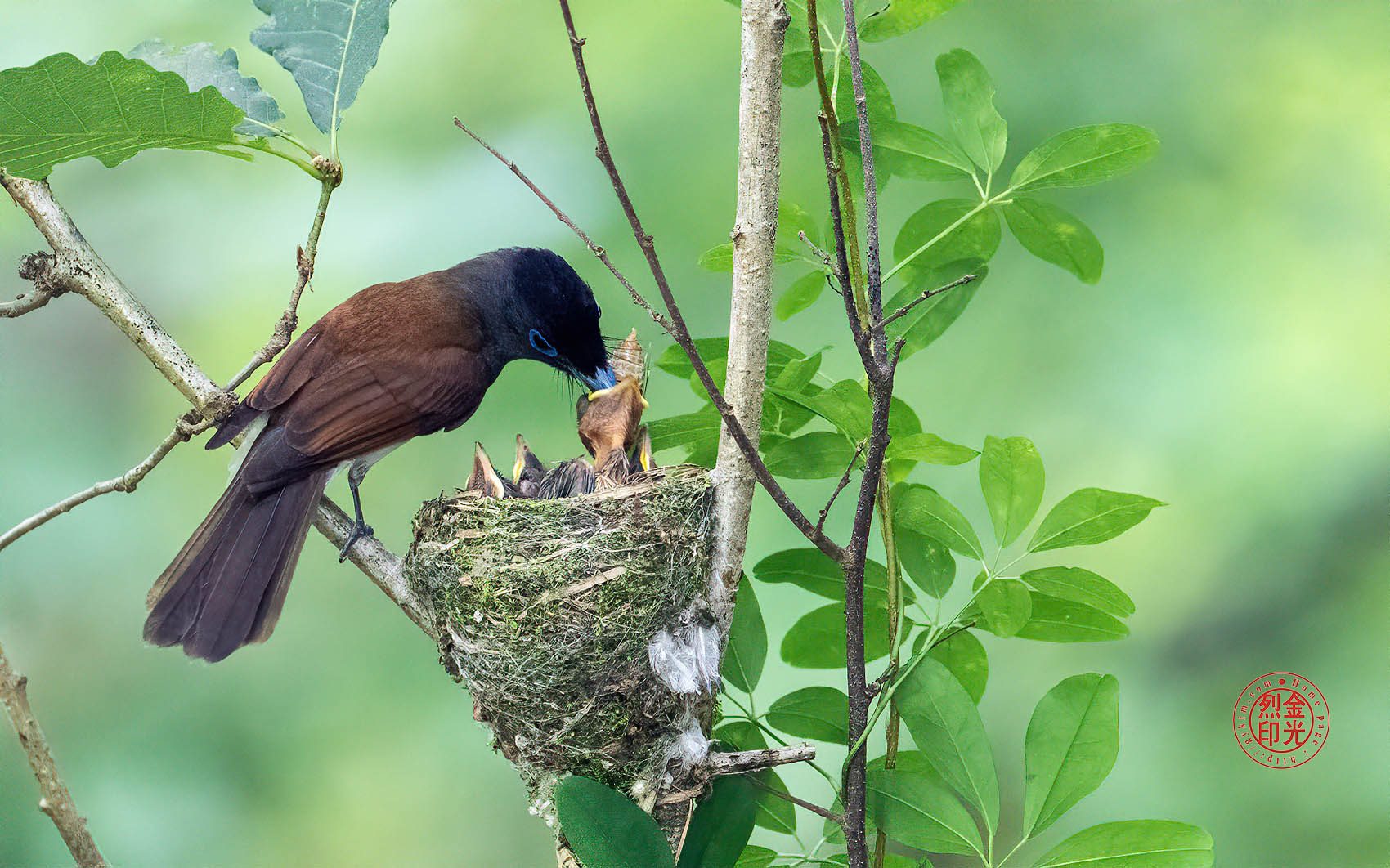 PHOTO BY KKY_CWANG_YEOL | NIKON Z 8 | 2024:06:25 13:45:37 | ISO-4000 | 1/125 sec | f 6.3 | 600 mm | EV=0.7 | ● WIDTH:1700 pixels  HEIGHT:1062 pixels