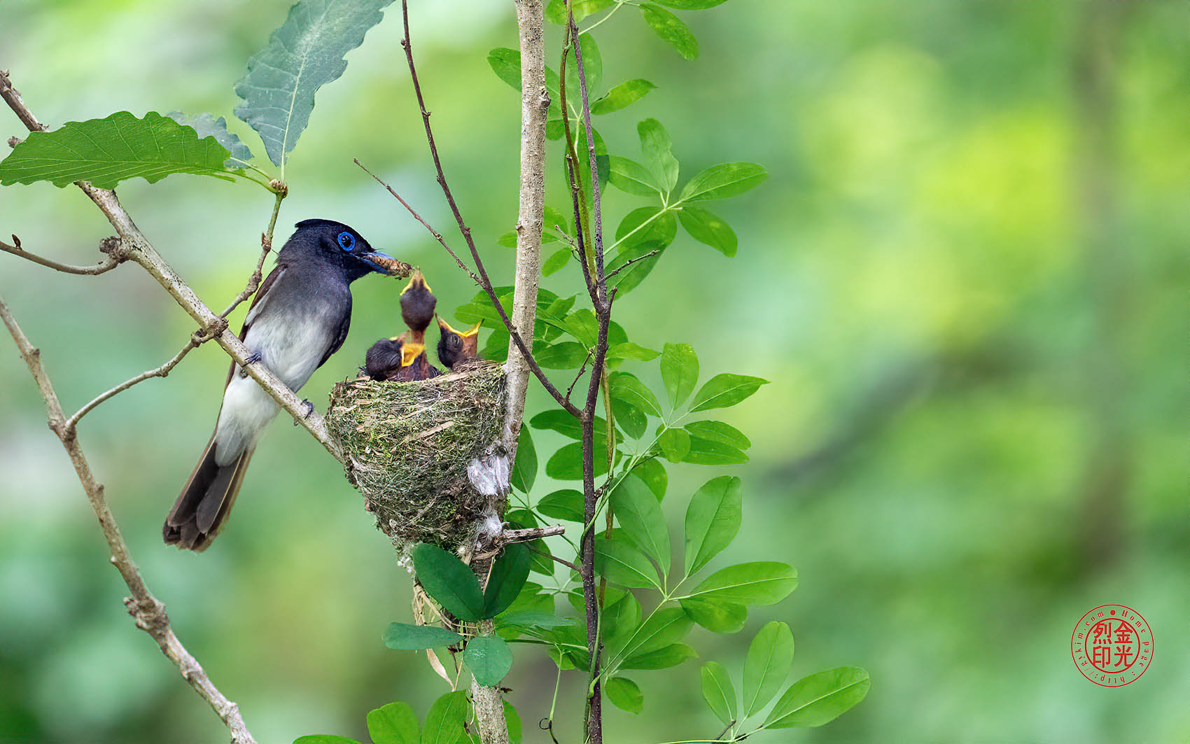 PHOTO BY KKY_CWANG_YEOL | NIKON Z 8 | 2024:06:25 13:51:44 | ISO-4000 | 1/160 sec | f 6.3 | 600 mm | EV=0.7 | ● WIDTH:1700 pixels  HEIGHT:1063 pixels