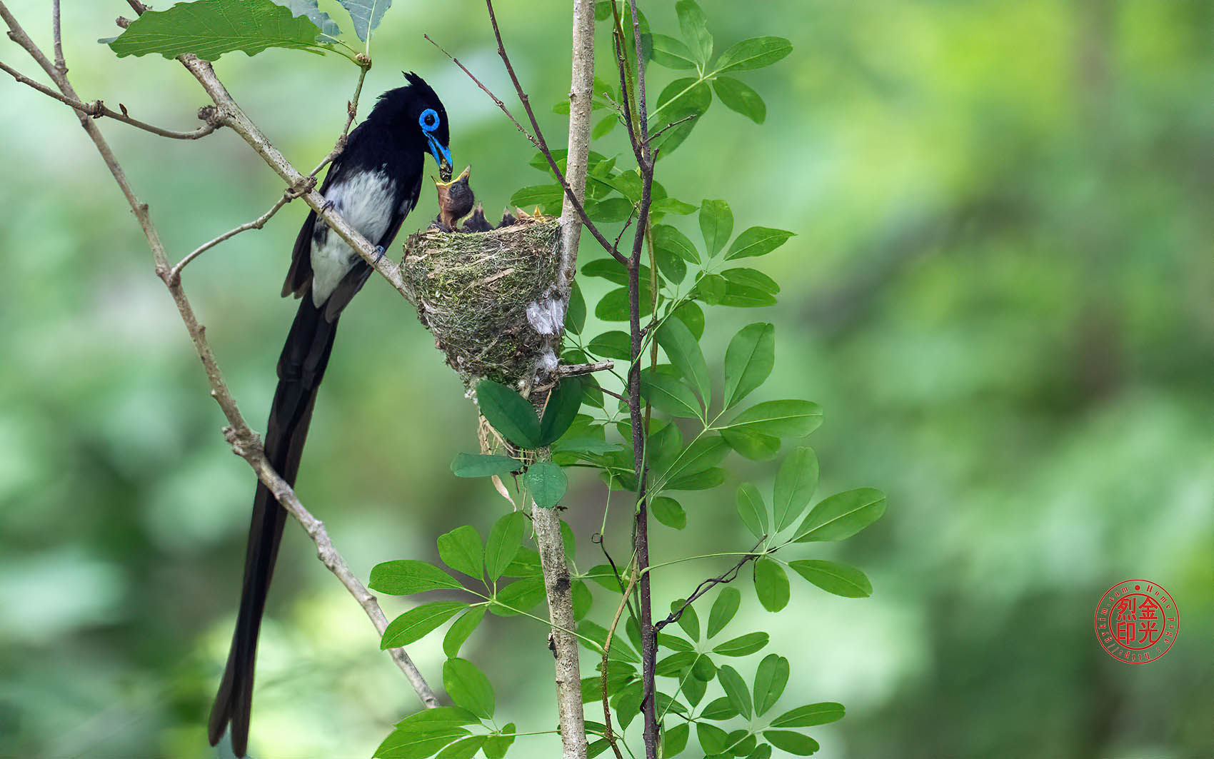 PHOTO BY KKY_CWANG_YEOL | NIKON Z 8 | 2024:06:25 14:04:11 | ISO-4000 | 1/160 sec | f 6.3 | 600 mm | EV=0.7 | ● WIDTH:1700 pixels  HEIGHT:1063 pixels