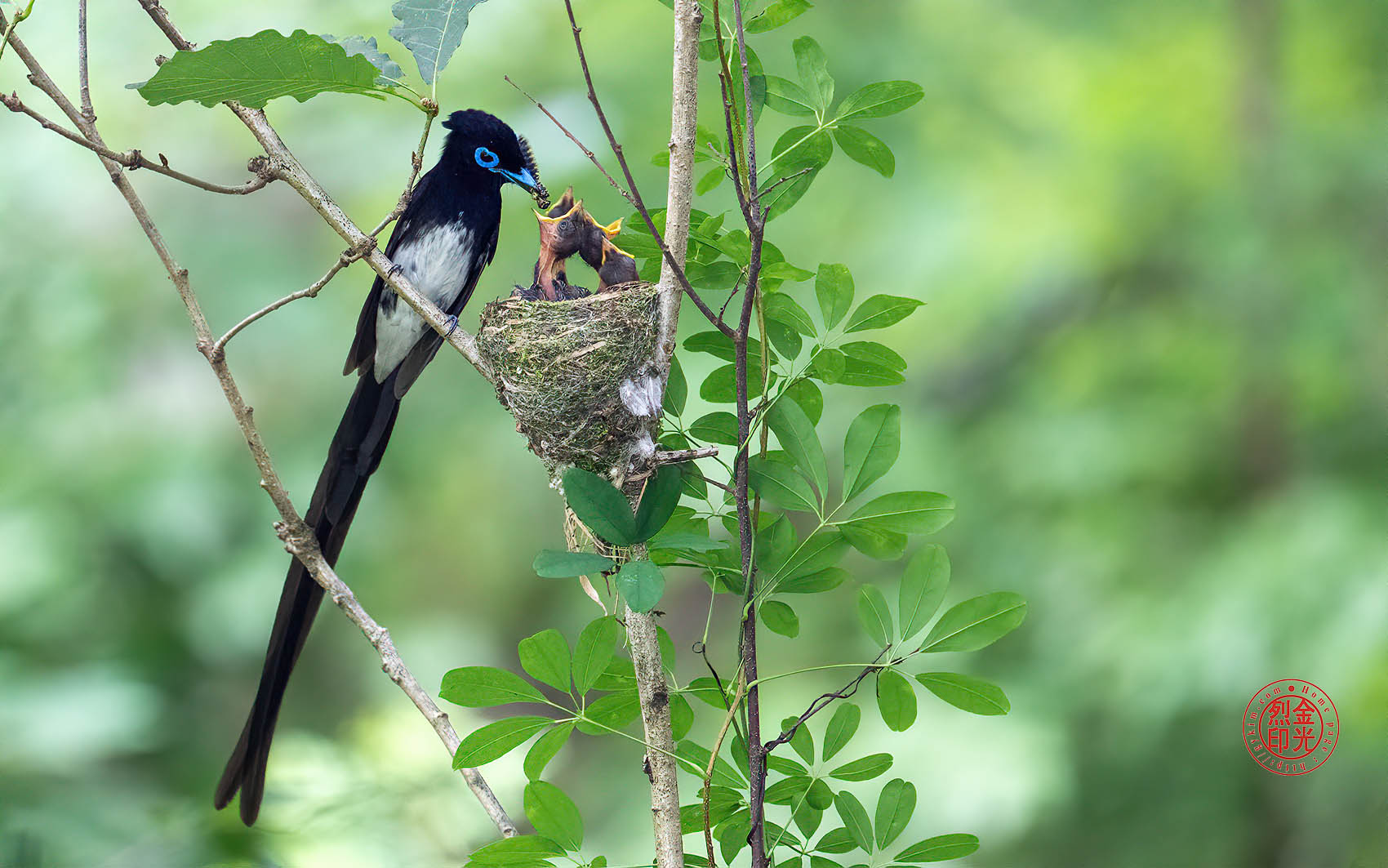 PHOTO BY KKY_CWANG_YEOL | NIKON Z 8 | 2024:06:25 14:04:14 | ISO-4000 | 1/160 sec | f 6.3 | 600 mm | EV=0.7 | ● WIDTH:1700 pixels  HEIGHT:1063 pixels