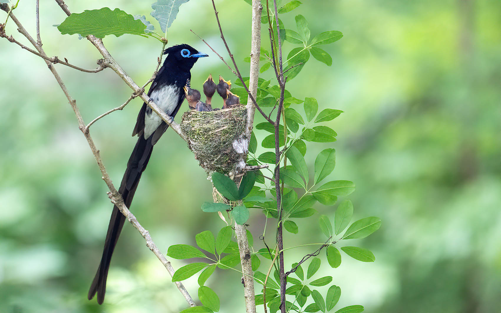 PHOTO BY KKY_CWANG_YEOL | NIKON Z 8 | 2024:06:25 14:04:15 | ISO-4000 | 1/125 sec | f 6.3 | 600 mm | EV=0.7 | ● WIDTH:1700 pixels  HEIGHT:1063 pixels