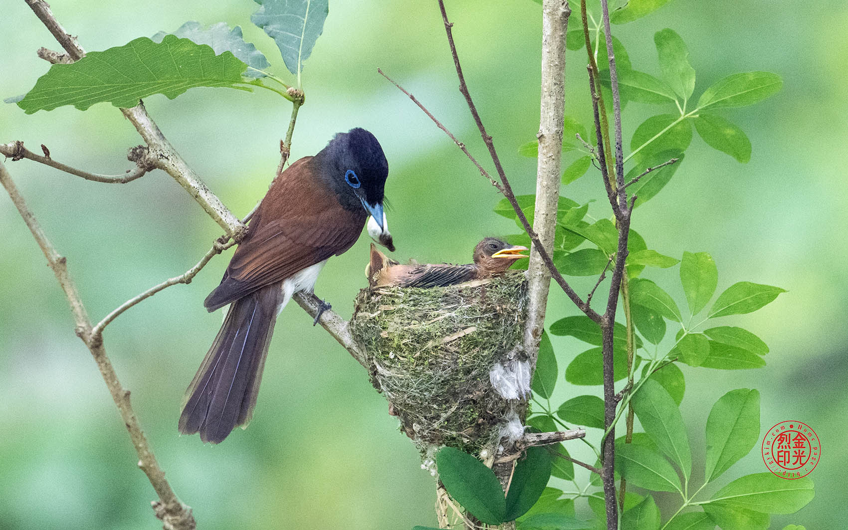 PHOTO BY KKY_CWANG_YEOL | NIKON Z 8 | 2024:06:25 13:45:44 | ISO-4000 | 1/125 sec | f 6.3 | 600 mm | EV=0.7 | ● WIDTH:1700 pixels  HEIGHT:1063 pixels