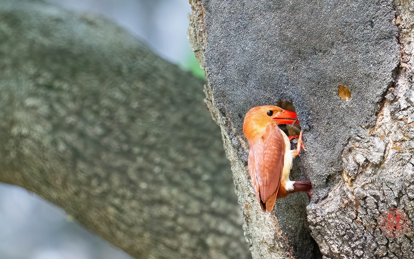 PHOTO BY KKY_CWANG_YEOL | NIKON Z 8 | 2024:06:25 15:57:55 | ISO-4000 | 1/160 sec | f 6.3 | 600 mm | EV=0.7 | ● WIDTH:1700 pixels  HEIGHT:1063 pixels