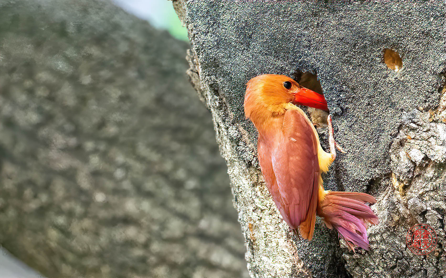 PHOTO BY KKY_CWANG_YEOL | NIKON Z 8 | 2024:06:25 16:07:54 | ISO-4000 | 1/125 sec | f 6.3 | 600 mm | EV=0.3 | ● WIDTH:1700 pixels  HEIGHT:1062 pixels