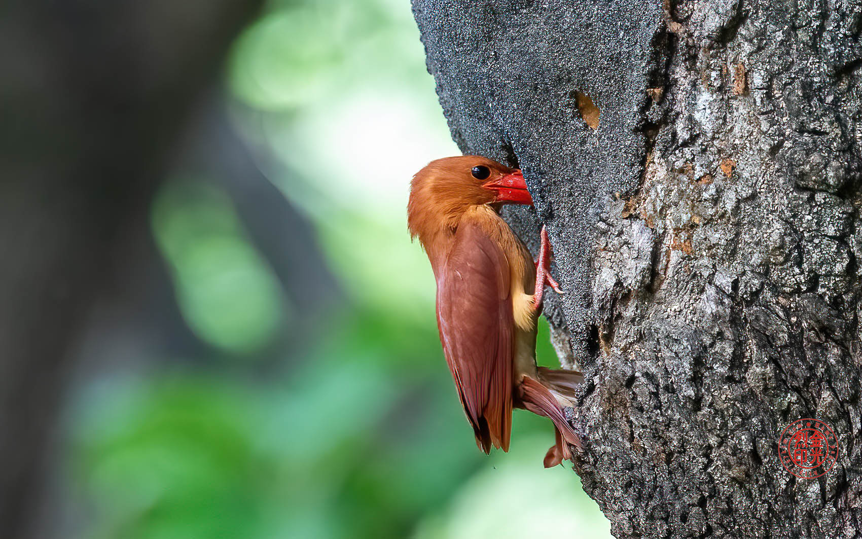 PHOTO BY KKY_CWANG_YEOL | NIKON Z 8 | 2024:06:25 16:38:54 | ISO-5000 | 1/160 sec | f 6.3 | 600 mm | EV=0.3 | ● WIDTH:1700 pixels  HEIGHT:1063 pixels