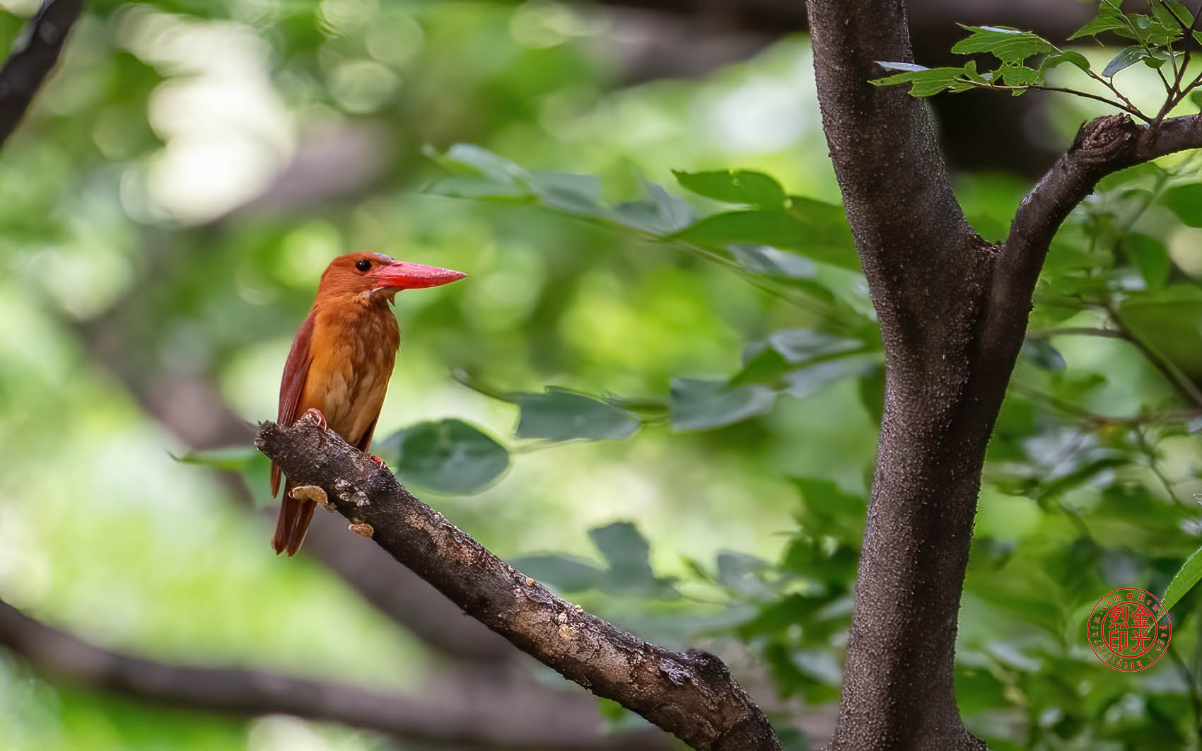 PHOTO BY KKY_CWANG_YEOL | NIKON Z 8 | 2024:06:25 16:40:21 | ISO-5000 | 1/400 sec | f 6.3 | 600 mm | EV=0.3 | ● WIDTH:1700 pixels  HEIGHT:1062 pixels