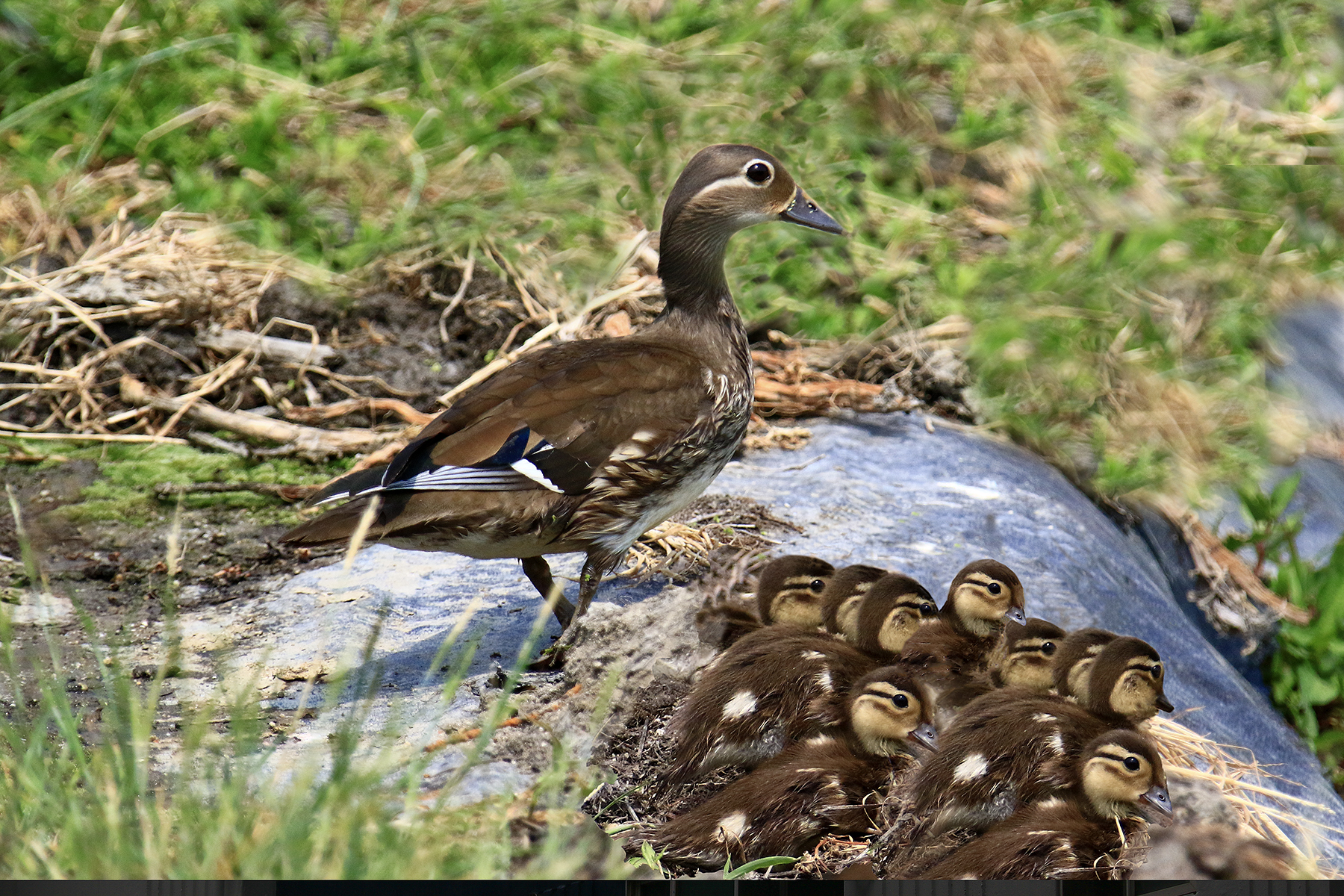 PHOTO BY HNalim | Canon EOS 7D Mark II | 2024:06:22 13:43:47 | ISO-100 | 1/640 sec | f 4.5 | 105 mm | EV=0 | ● WIDTH:1800 pixels  HEIGHT:1200 pixels