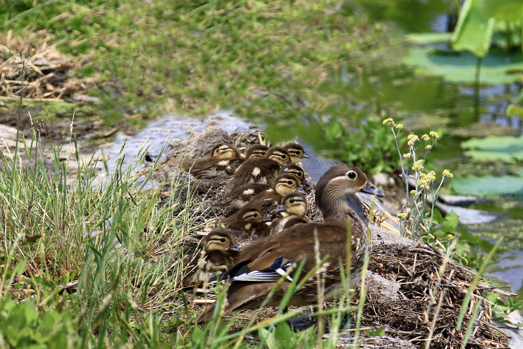 PHOTO BY HNalim | Canon EOS 7D Mark II | 2024:06:22 13:42:59 | ISO-160 | 1/500 sec | f 5.6 | 400 mm | EV=0 | ● WIDTH:1800 pixels  HEIGHT:1200 pixels