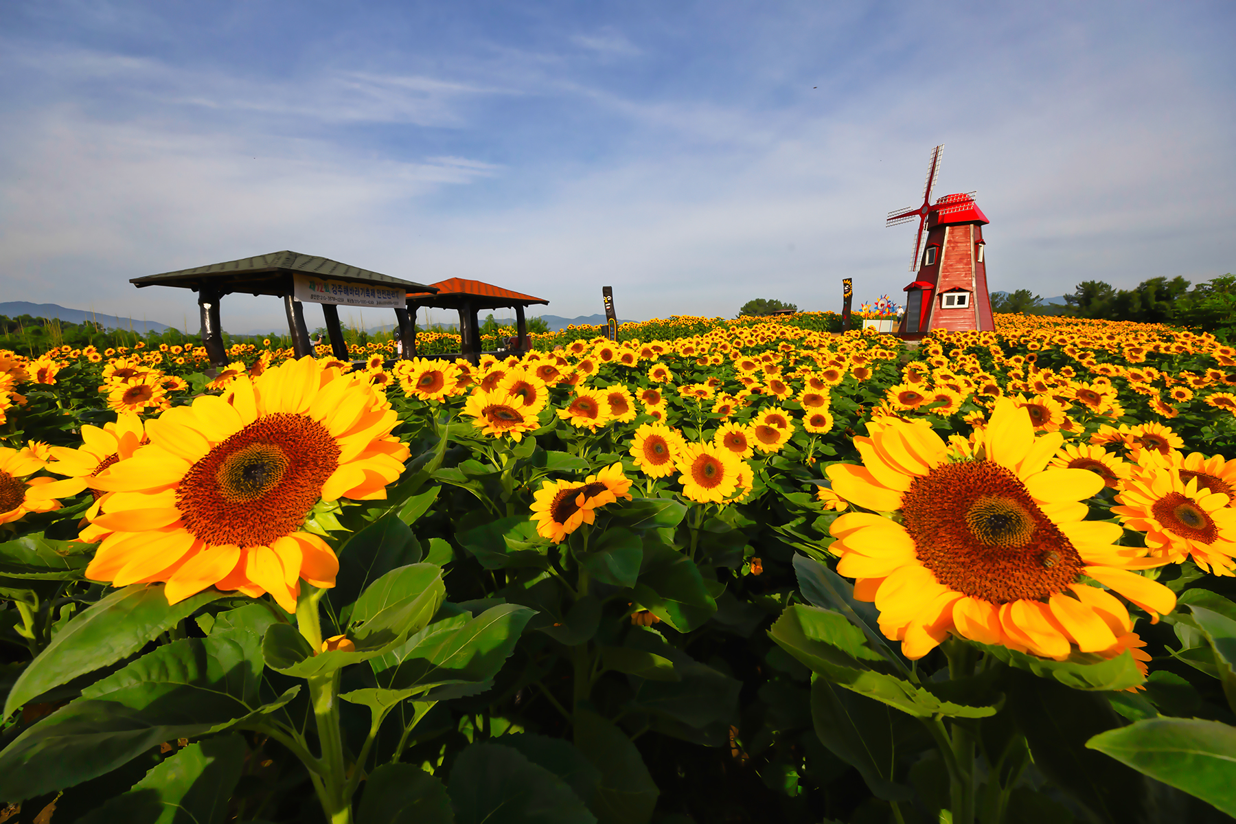 PHOTO BY  | Canon EOS R3 | 2024:06:26 07:26:16 | ISO-320 | 1/500 sec | f 11 | 13 mm | EV=0 | ● WIDTH:1800 pixels  HEIGHT:1200 pixels