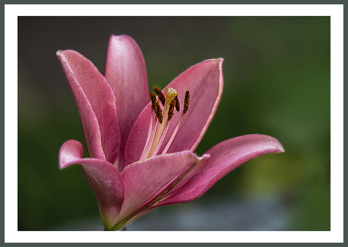 PHOTO BY  | ILCE-6500 | 2024:06:26 09:13:41 | ISO-500 | 1/160 sec | f 7.1 | 200 mm | EV=-0.3 | ● WIDTH:1200 pixels  HEIGHT:853 pixels