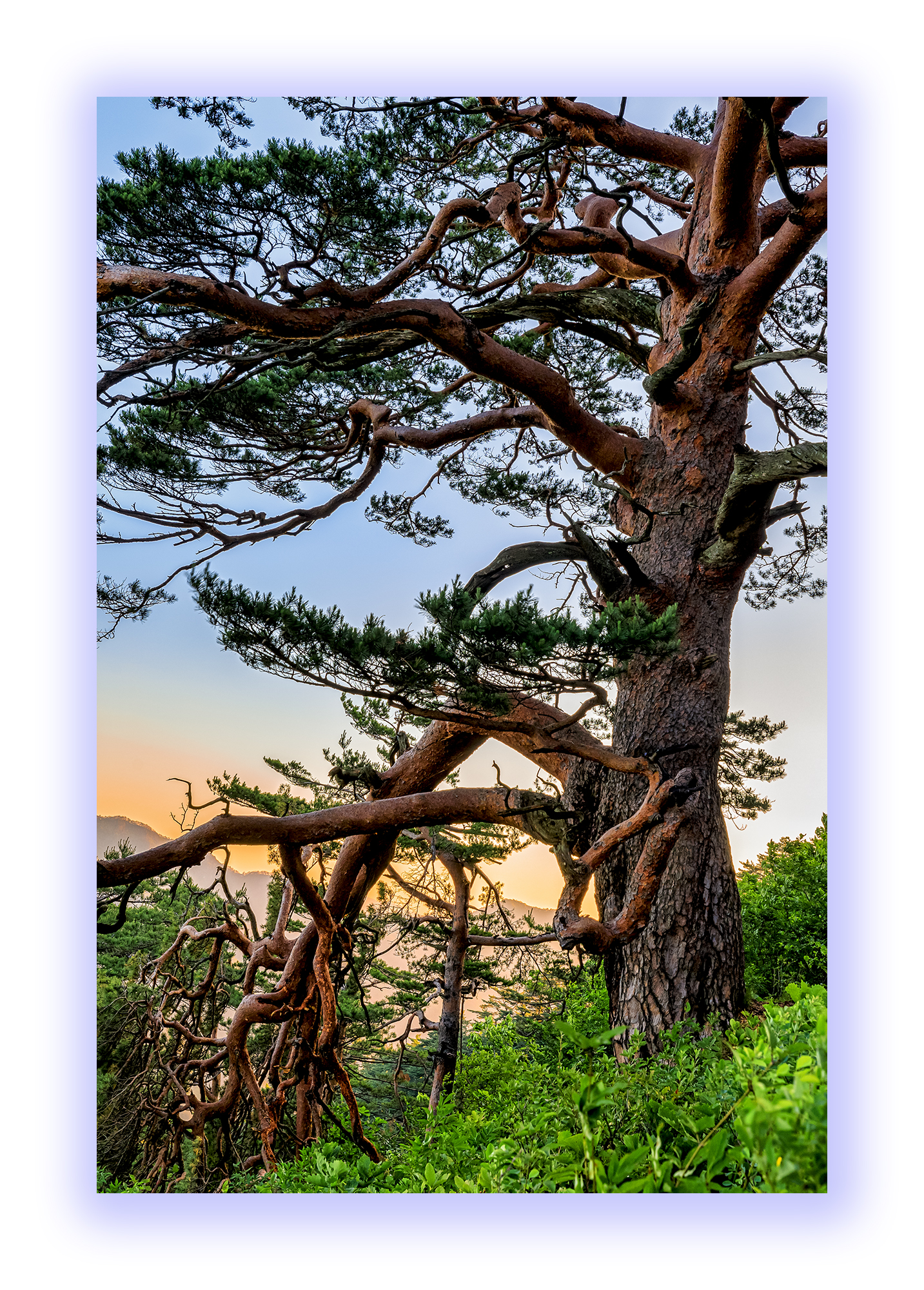 PHOTO BY PARK SEUNGWOO | Canon EOS 5D Mark IV | 2024:06:16 05:48:31 | ISO-160 | 1/50 sec | f 9 | 28 mm | EV=0 | ● WIDTH:1433 pixels  HEIGHT:2000 pixels