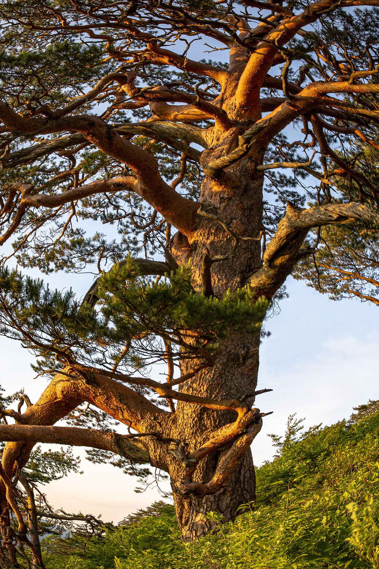 PHOTO BY MINKYUKIM | Canon EOS 5D Mark III | 2024:06:09 18:40:53 | ISO-200 | 1/1 sec | f 14 | 30 mm | EV=0 | ● WIDTH:1300 pixels  HEIGHT:1950 pixels