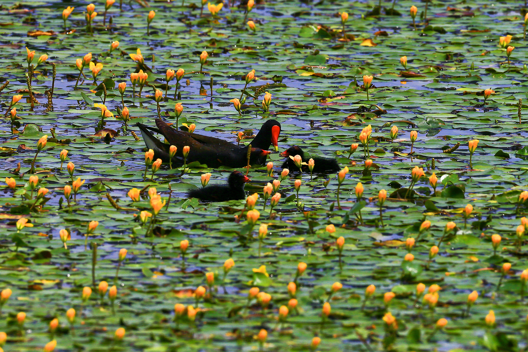 PHOTO BY HNalim | Canon EOS 7D Mark II | 2024:06:22 13:44:03 | ISO-100 | 1/500 sec | f 4.5 | 124 mm | EV=0 | ● WIDTH:1800 pixels  HEIGHT:1200 pixels