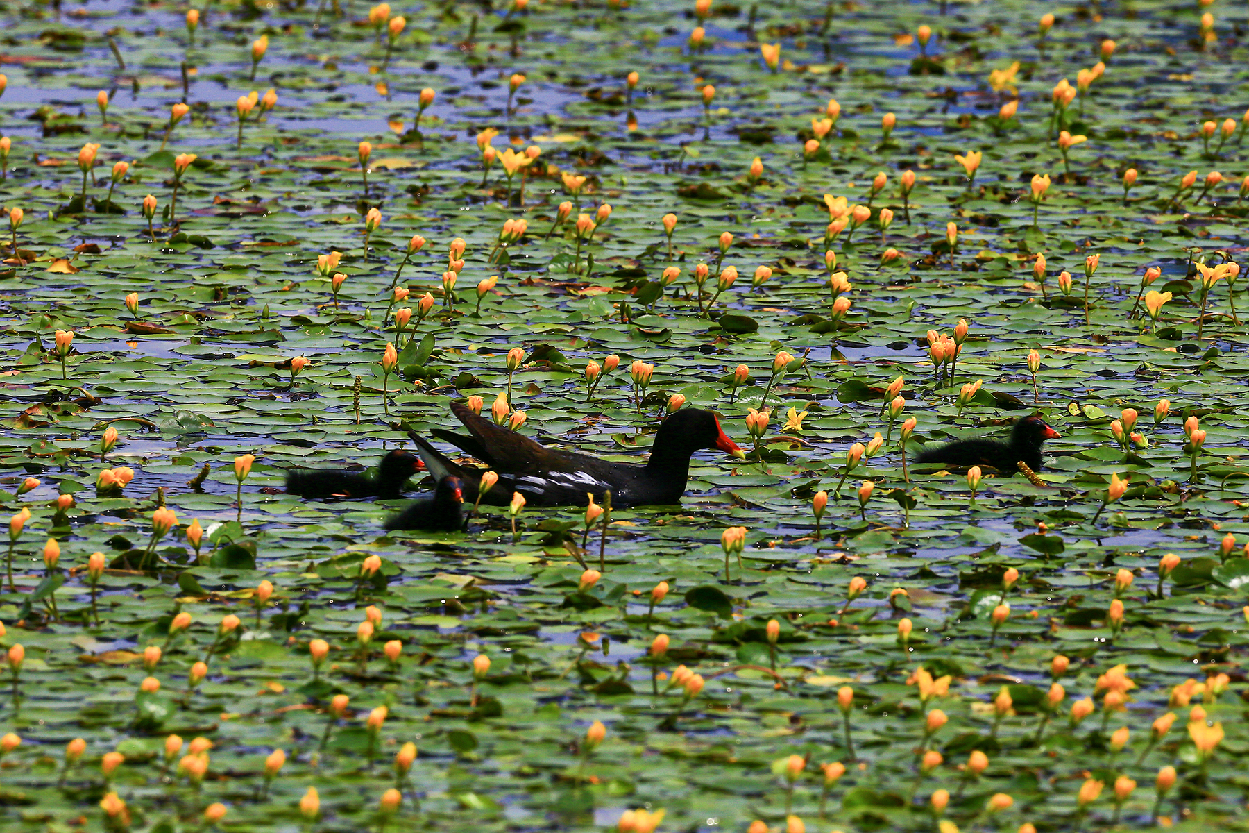 PHOTO BY HNalim | Canon EOS 7D Mark II | 2024:06:22 13:44:03 | ISO-100 | 1/400 sec | f 4.5 | 124 mm | EV=0 | ● WIDTH:1800 pixels  HEIGHT:1200 pixels