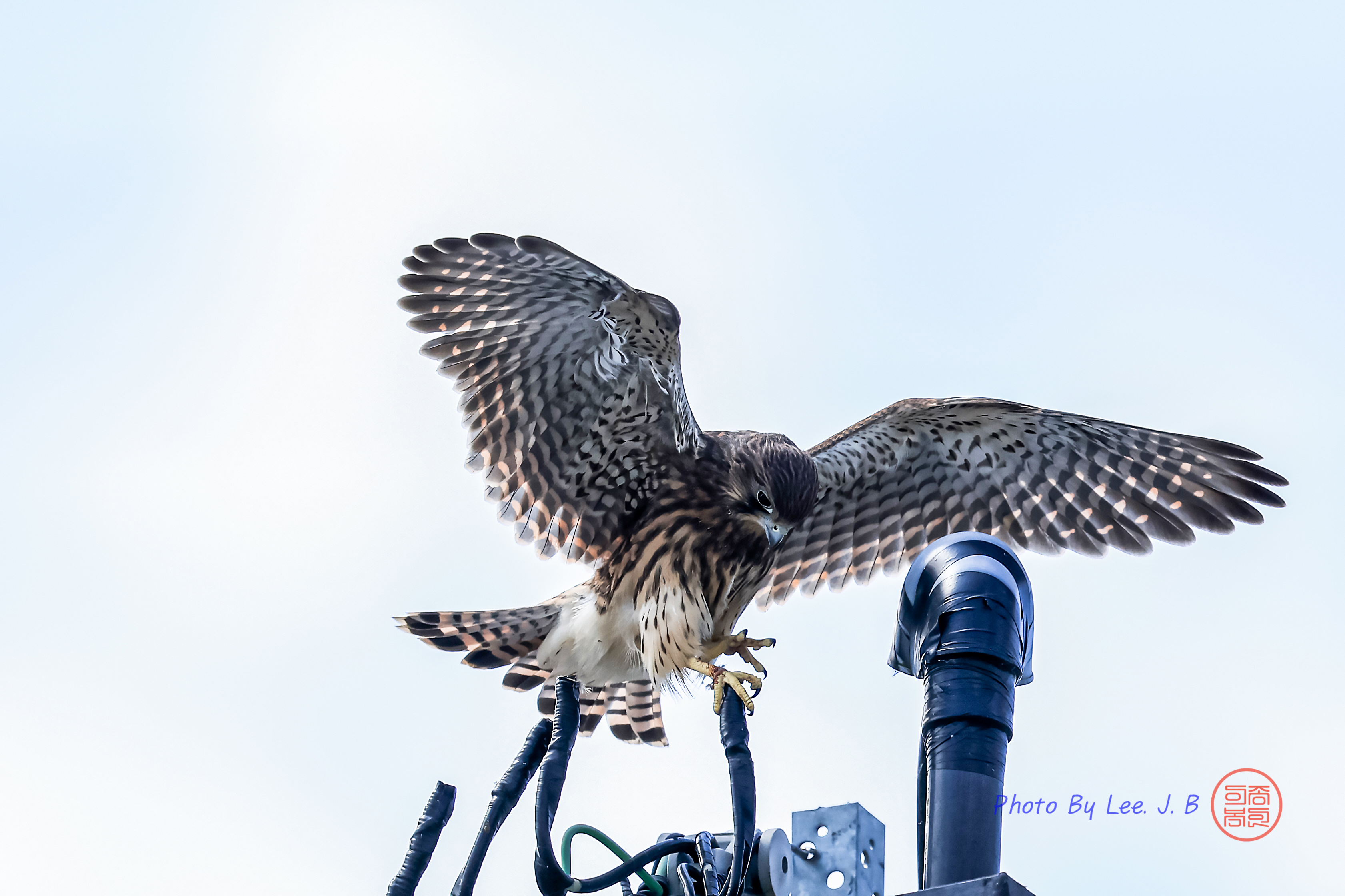 PHOTO BY  | Canon EOS R3 | 2024:06:04 10:11:23 | ISO-800 | 1/2500 sec | f 5.6 | 840 mm | EV=-0.7 | ● WIDTH:3363 pixels  HEIGHT:2241 pixels