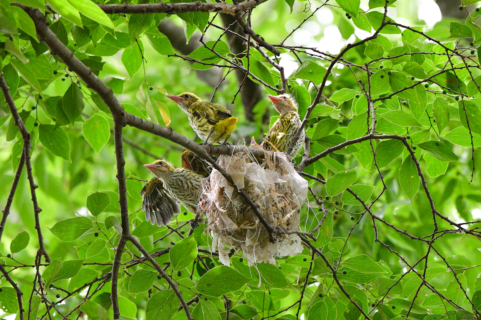 PHOTO BY  | NIKON D500 | 2024:06:25 13:02:16 | ISO-3200 | 1/800 sec | f 5.6 | 500 mm | EV=0.3 | ● WIDTH:  HEIGHT: