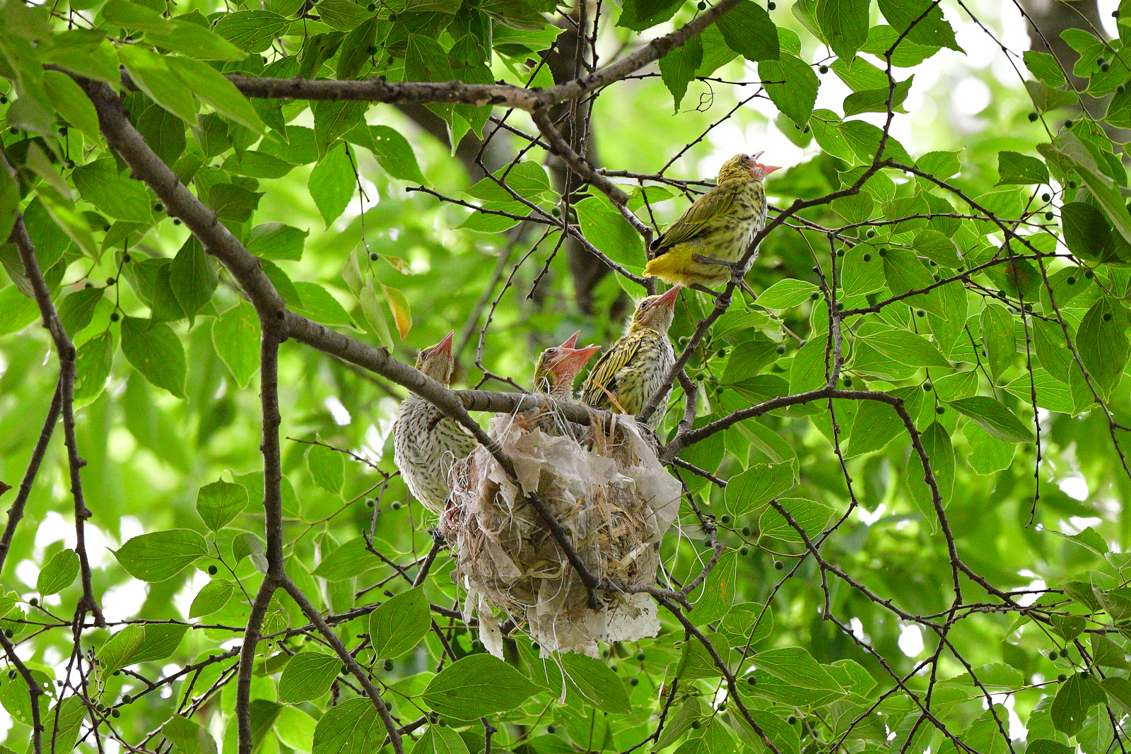 PHOTO BY  | NIKON D500 | 2024:06:25 14:02:20 | ISO-3200 | 1/800 sec | f 5.6 | 500 mm | EV=0.3 | ● WIDTH:  HEIGHT: