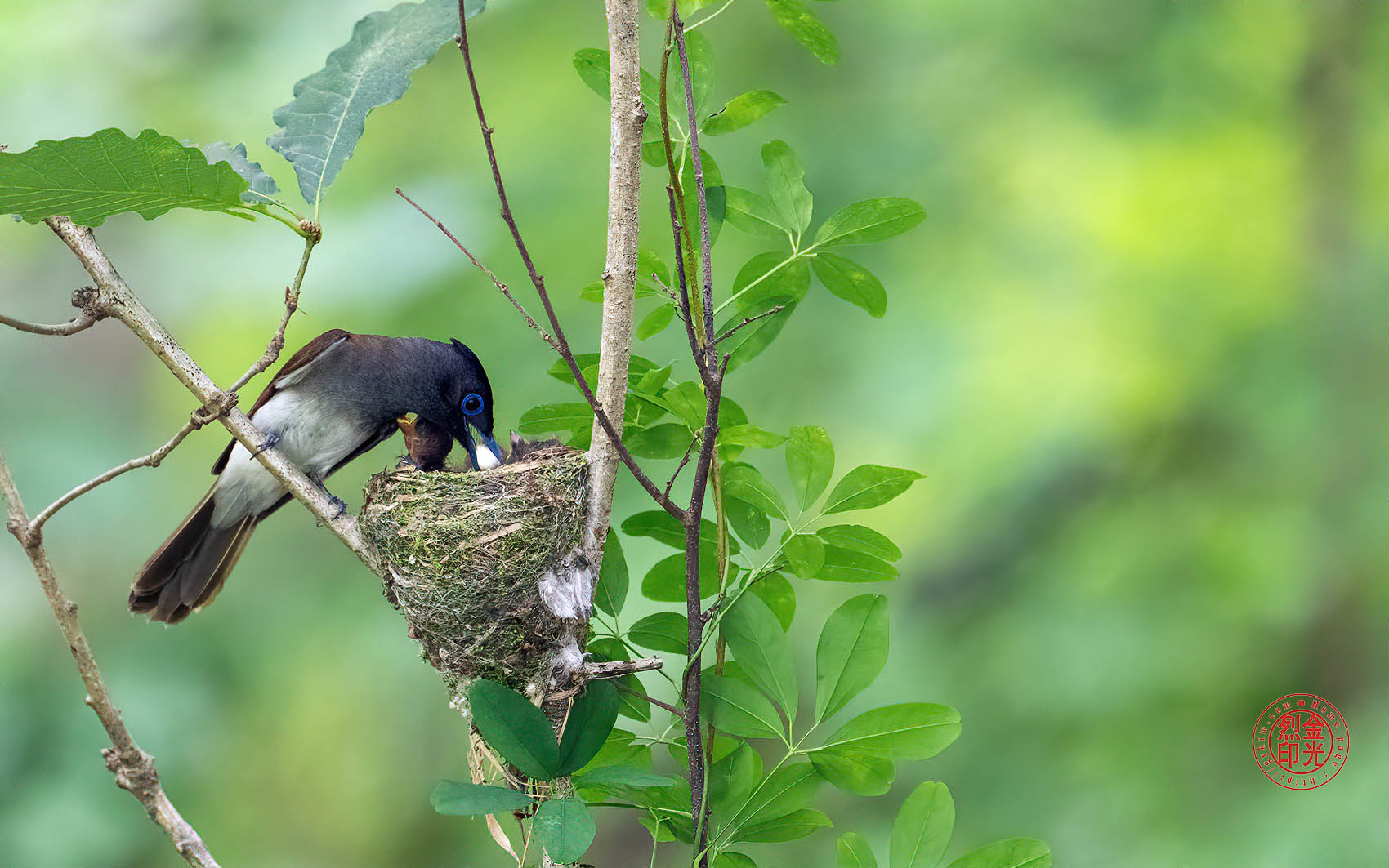PHOTO BY KKY_CWANG_YEOL | NIKON Z 8 | 2024:06:25 13:51:50 | ISO-4000 | 1/160 sec | f 6.3 | 600 mm | EV=0.7 | ● WIDTH:1700 pixels  HEIGHT:1063 pixels