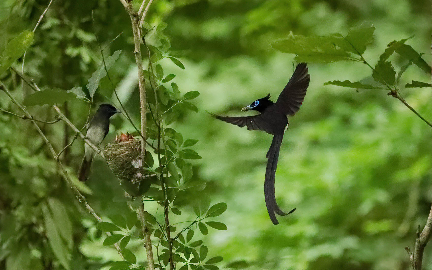 PHOTO BY  | Canon EOS-1D X Mark II | 2024:06:25 14:16:18 | ISO-51200 | 1/4000 sec | f 6.3 | 421 mm | EV=3 | ● WIDTH:1700 pixels  HEIGHT:1063 pixels