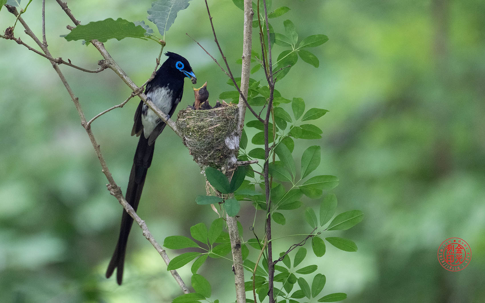 PHOTO BY KKY_CWANG_YEOL | NIKON Z 8 | 2024:06:25 14:04:10 | ISO-4000 | 1/160 sec | f 6.3 | 600 mm | EV=0.7 | ● WIDTH:1700 pixels  HEIGHT:1063 pixels