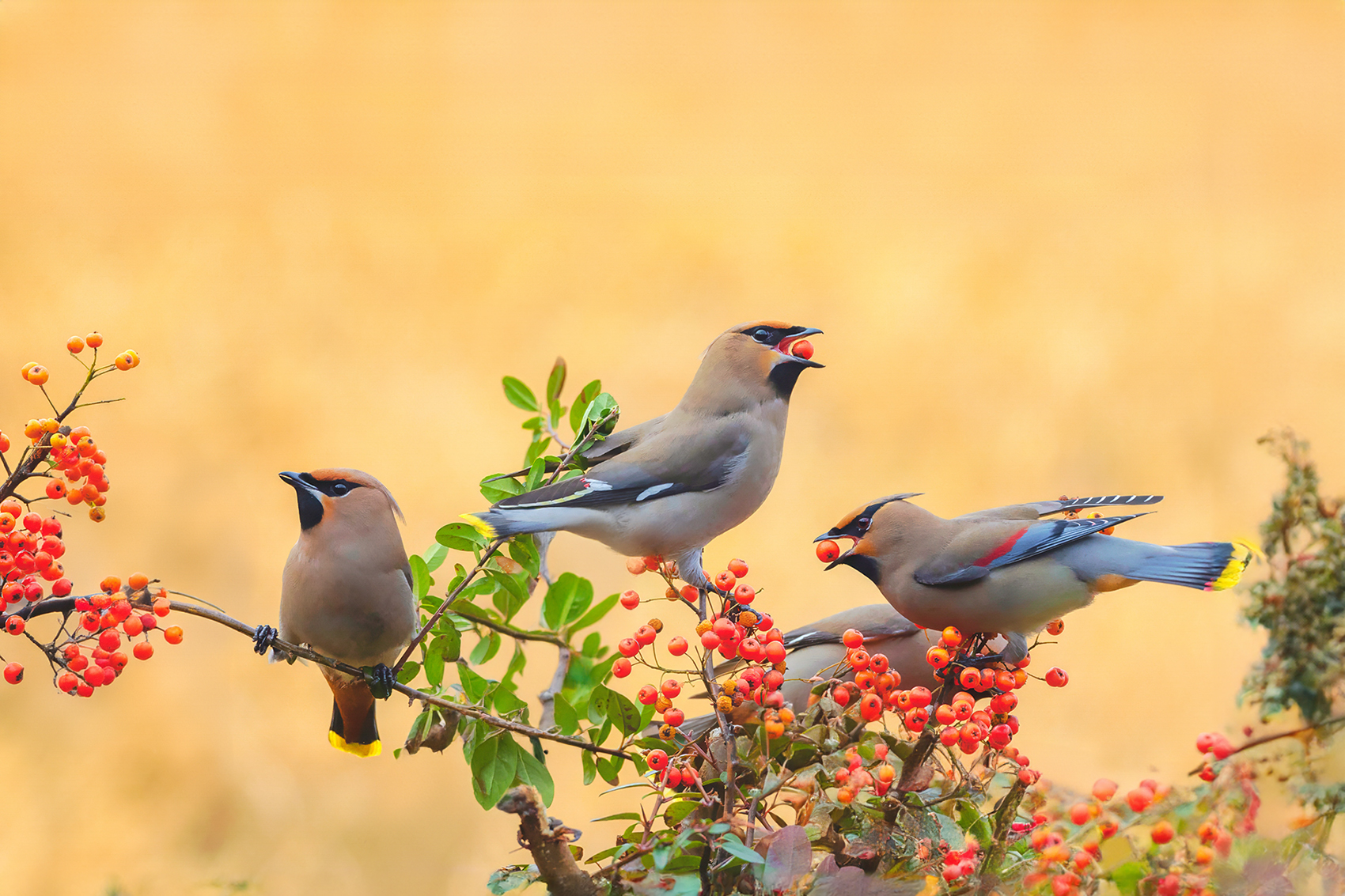 PHOTO BY  | Canon EOS R3 | 2024:02:18 09:13:35 | ISO-1600 | 1/1600 sec | f 5.6 | 600 mm | EV=0.3 | ● WIDTH:1700 pixels  HEIGHT:1133 pixels