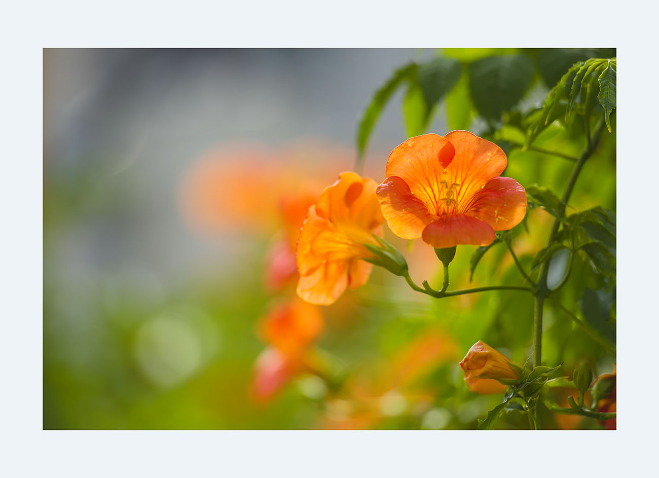 PHOTO BY SEHUI_OK | NIKON D500 | 2024:06:26 15:41:31 | ISO-160 | 1/640 sec | f 2.8 | 200 mm | EV=0.3 | ● WIDTH:1300 pixels  HEIGHT:943 pixels