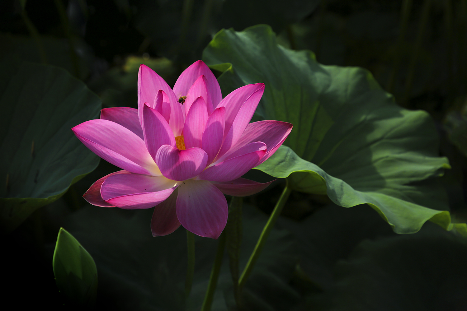 PHOTO BY  | Canon EOS 5D Mark III | 2024:06:21 07:08:39 | ISO-100 | 1/500 sec | f 6.3 | 95 mm | EV=-0.7 | ● WIDTH:1500 pixels  HEIGHT:1000 pixels